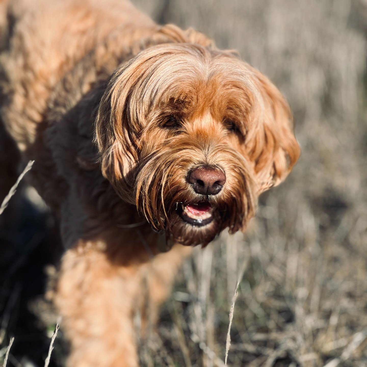 The always gorgeous Ginger, exploring the fields with her friends at The Ranch.