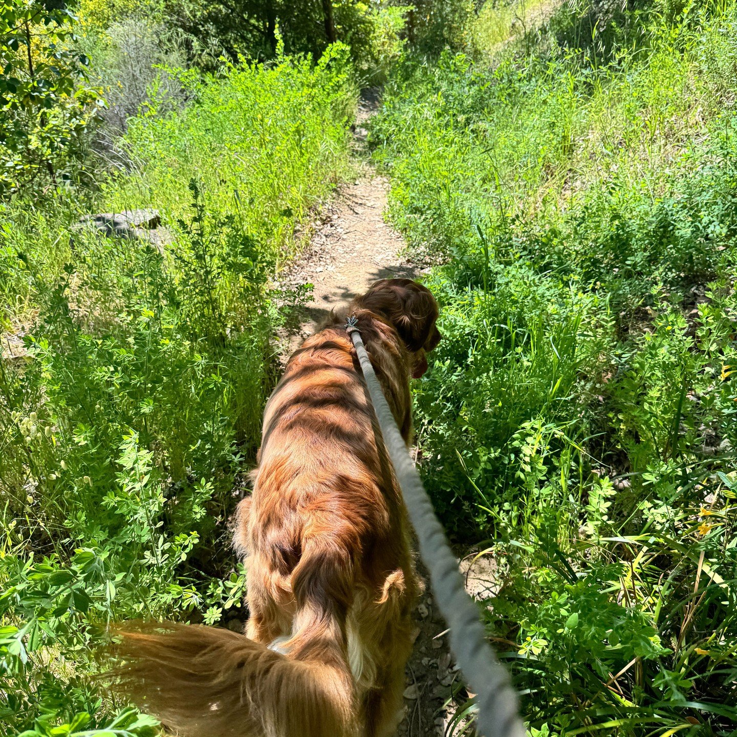 Amazing afternoons with Ace on the mountain