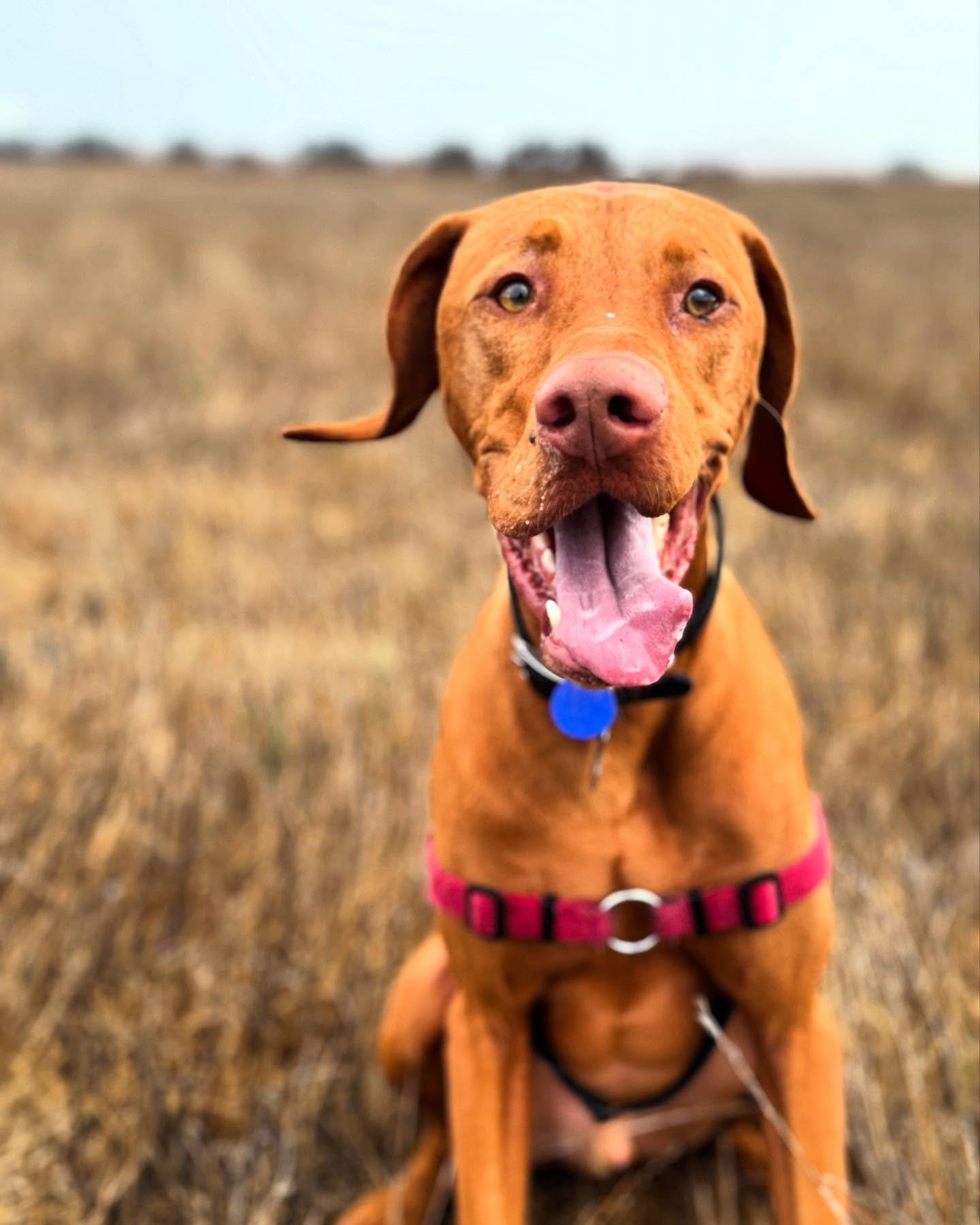 Happy Holidays! Greetings from the Rancho Pack, Elliot &amp; Tired Dog Happy Dog Marin. #tireddoghappydogmarin #ranchlife #vizsla #rescue #dogsofinstagram #doggo #marin #dogsofmarin #vizslasofinstagram #dog