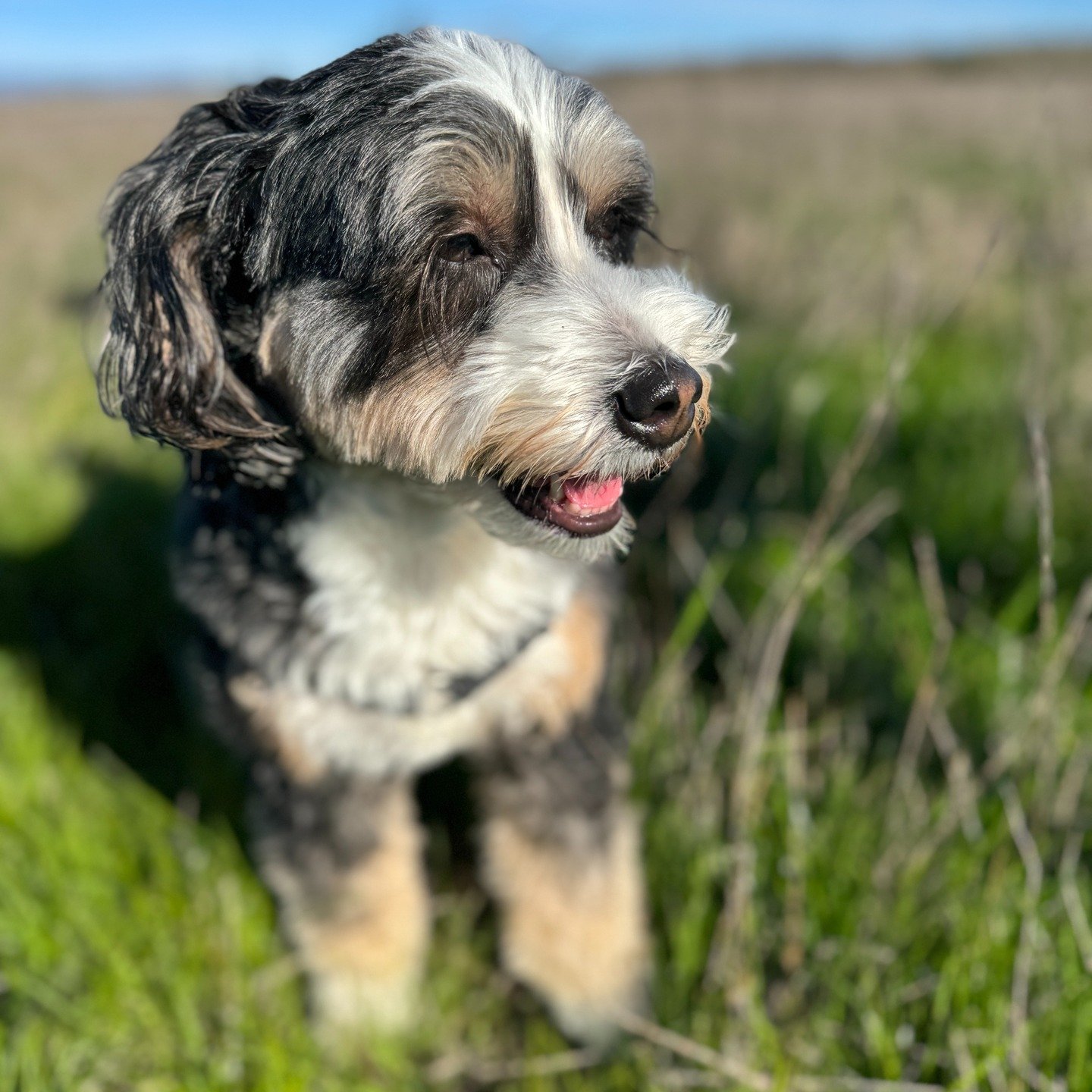Welcoming Mila to the TDHD pack. She is just the sweetest girl, that is loving her limitless boundaries with her new friends at The Ranch.

#tireddoghappydog, #doggieadventuresmarin, #canineadventuresmarin, #offleashadventuresmarin, #offleashmarin, #