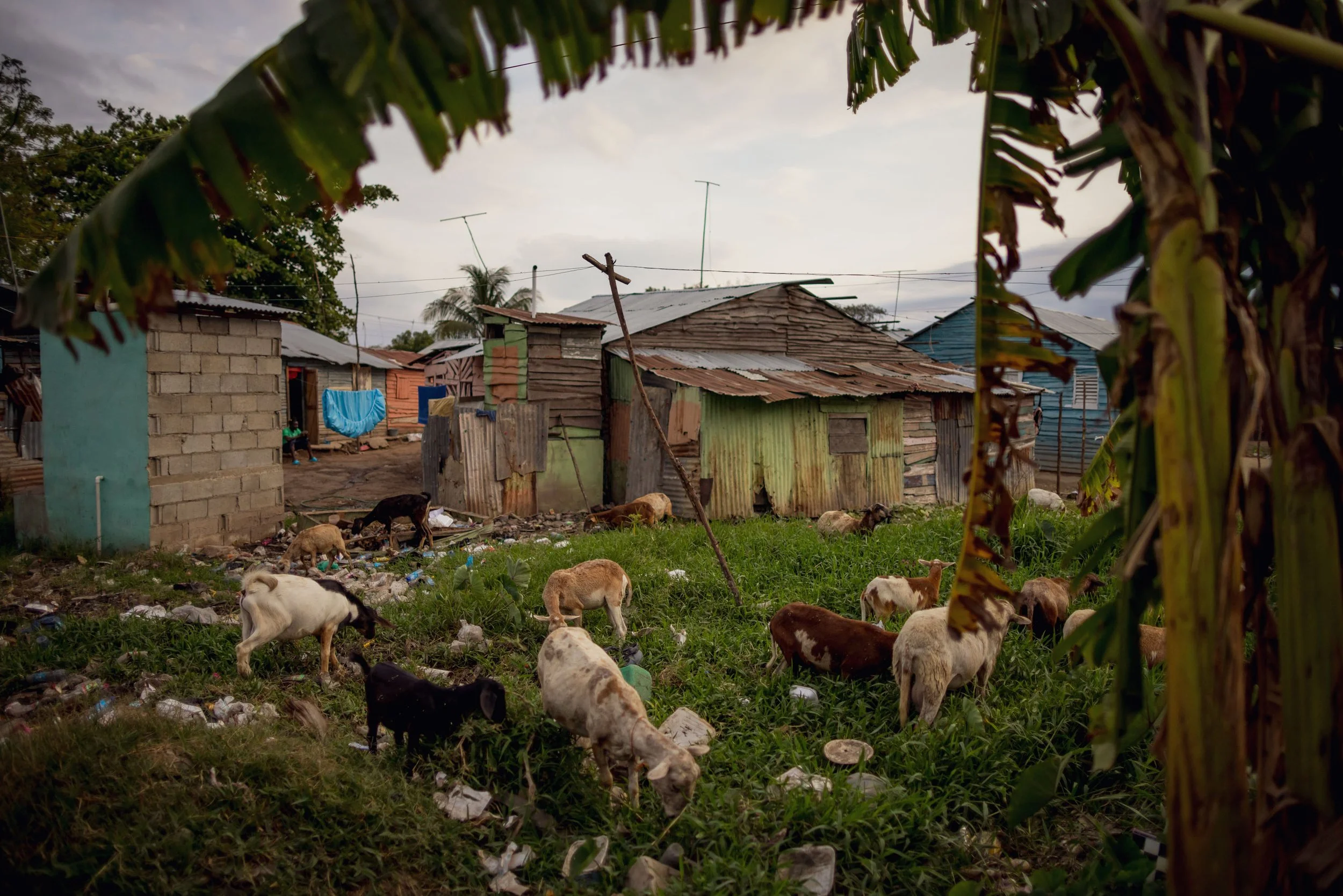 A group of goats grazing on overgrown grass and surrounded by trash, in front of makeshift houses built from scrap materials in a rural setting.