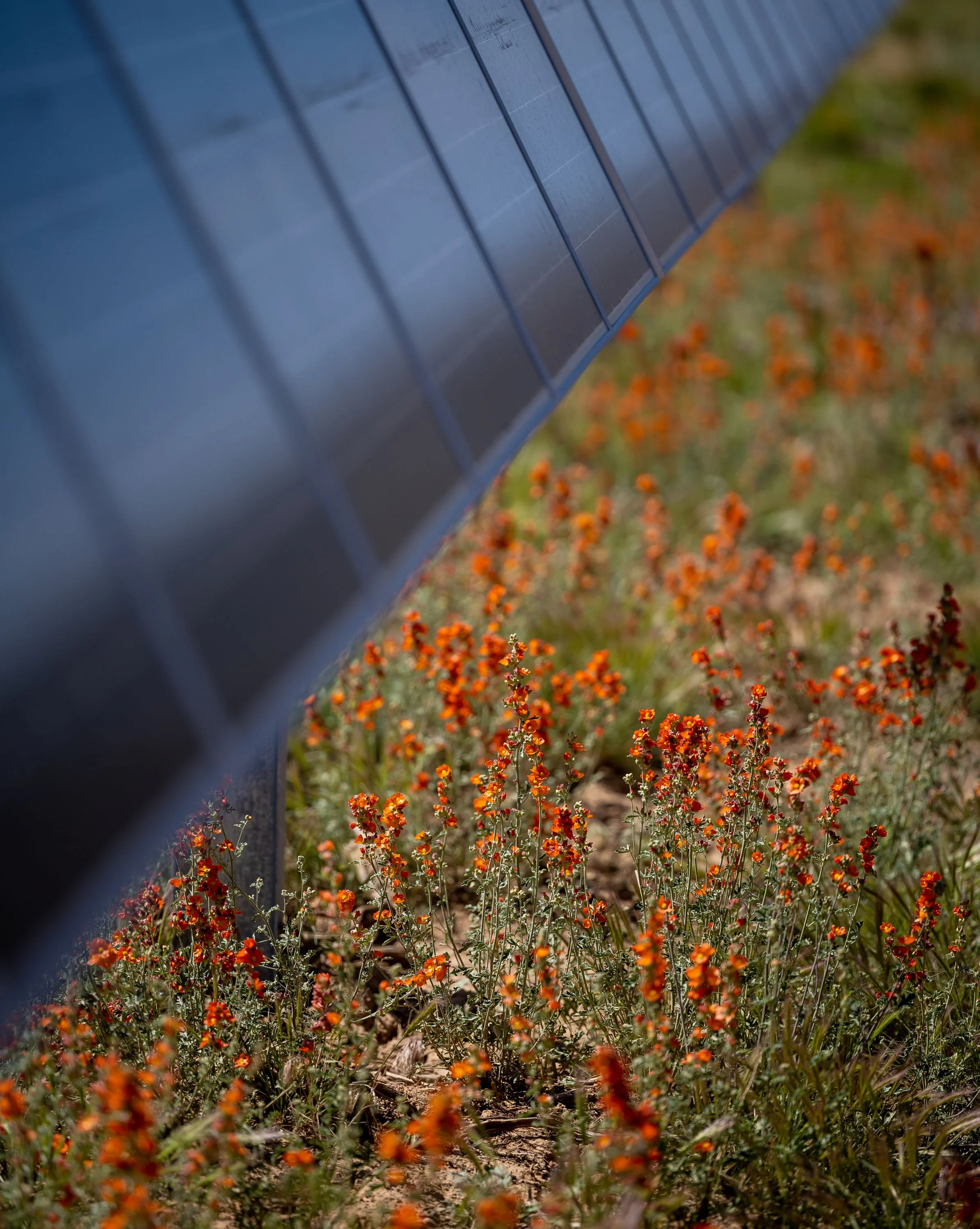 Close-up of a solar panel array installed in a field with orange wildflowers in the foreground.