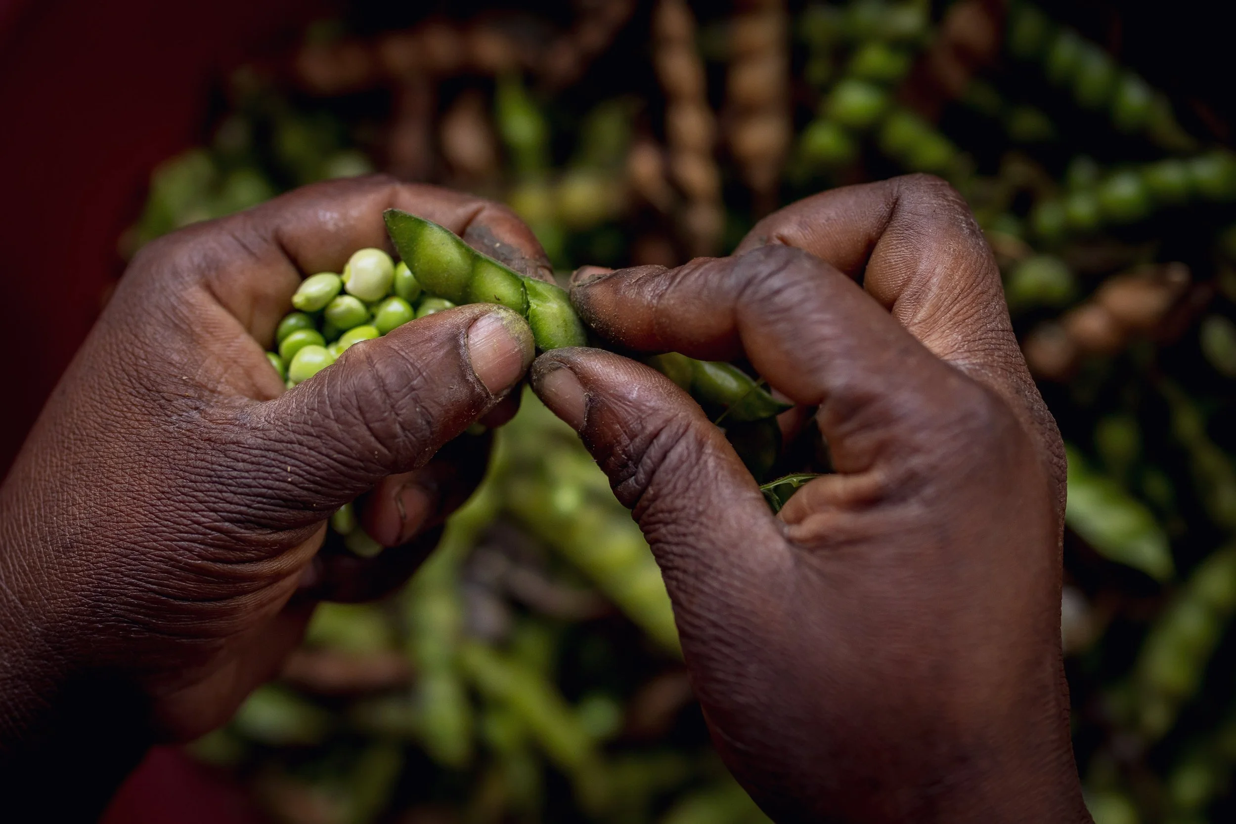 Close-up of hands harvesting green coffee beans from a coffee plant.