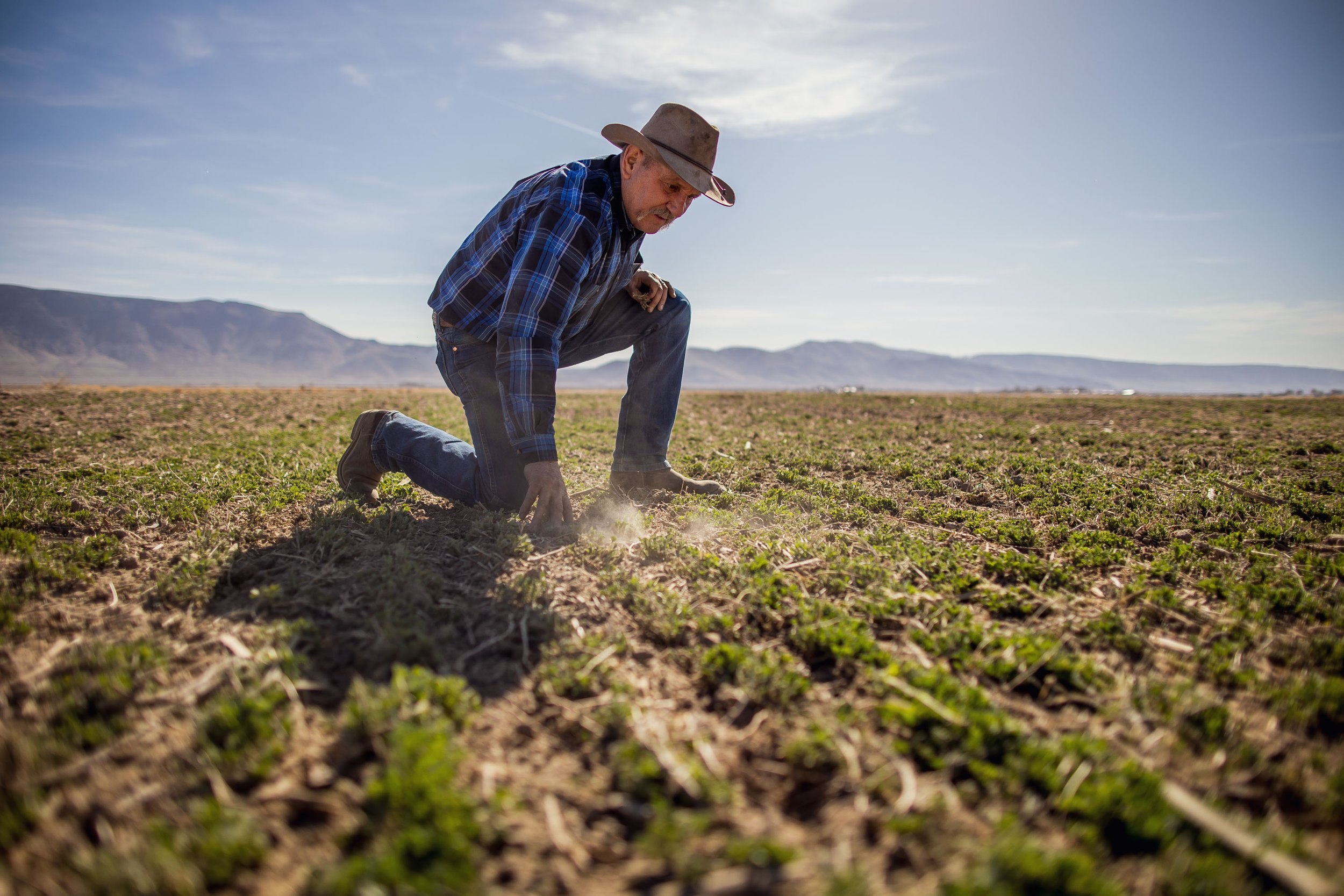 A man wearing a plaid shirt, jeans, and a wide-brimmed hat kneeling in a field, inspecting the soil and small green plants under a clear sky with mountains in the distance.