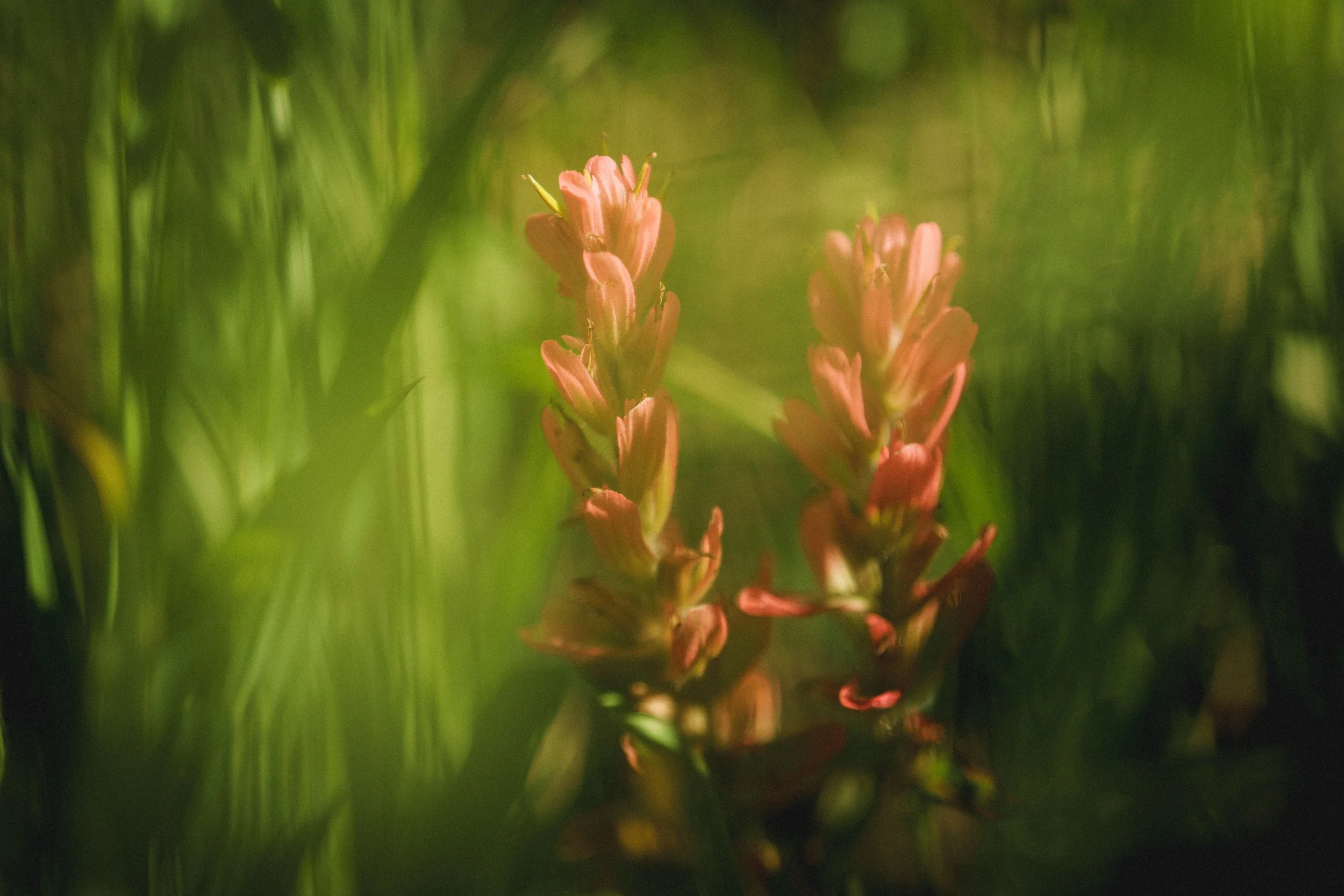 Close-up of pinkish-orange wildflowers blooming amidst green grass and foliage.