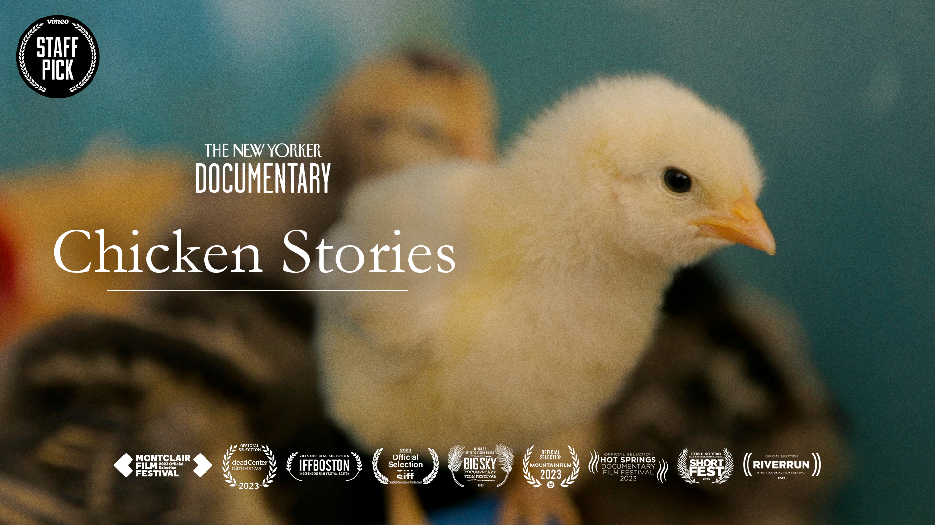 chicken stories