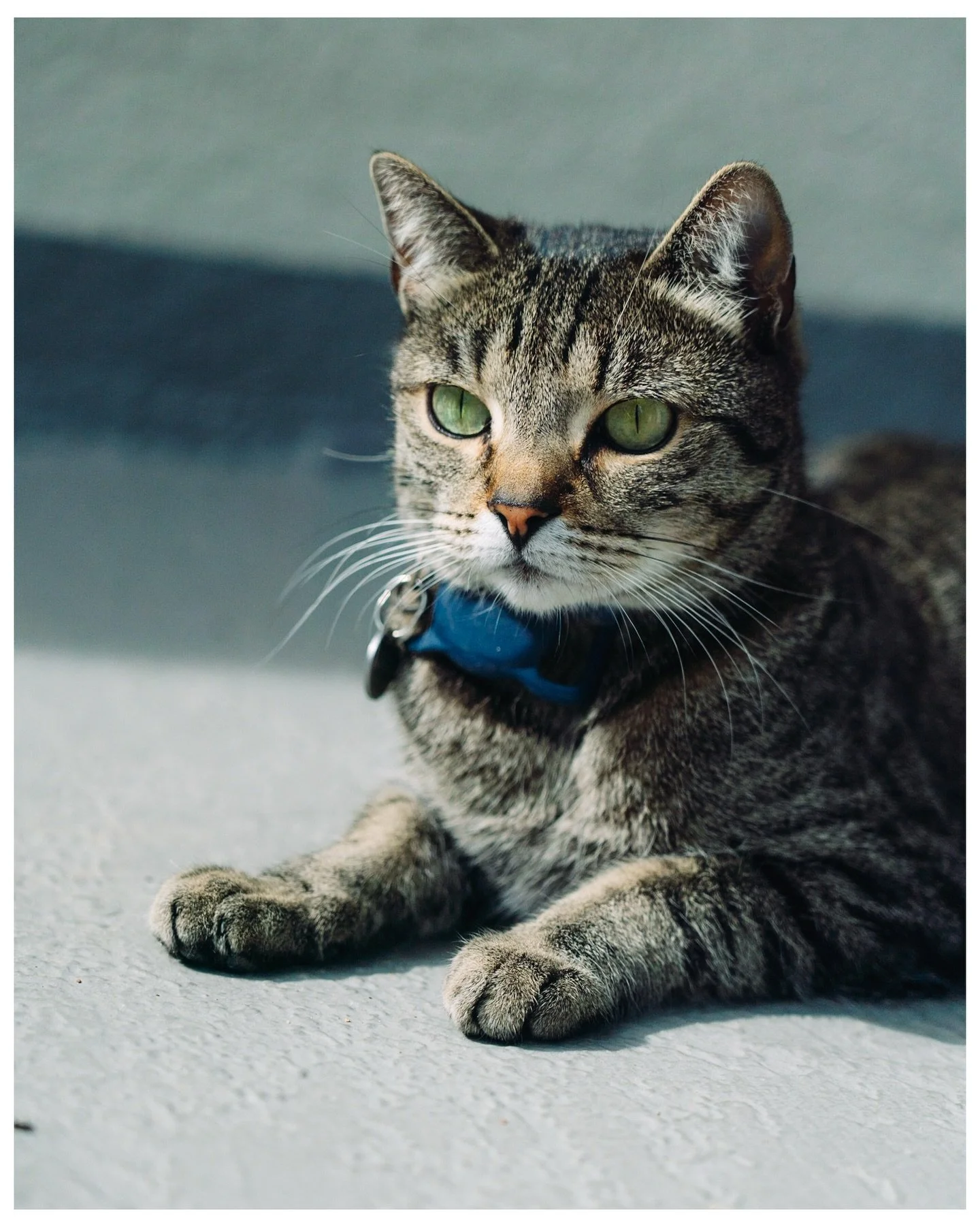 Wildlife Wednesday - My little &ldquo;wild&rdquo; cat turns 8 this week 🎉
3.17.23
.
.
.
.
.
#wildlifewednesday 
#catsofinstagram 
#catphoto 
#sonyalpha 
#leveloptics