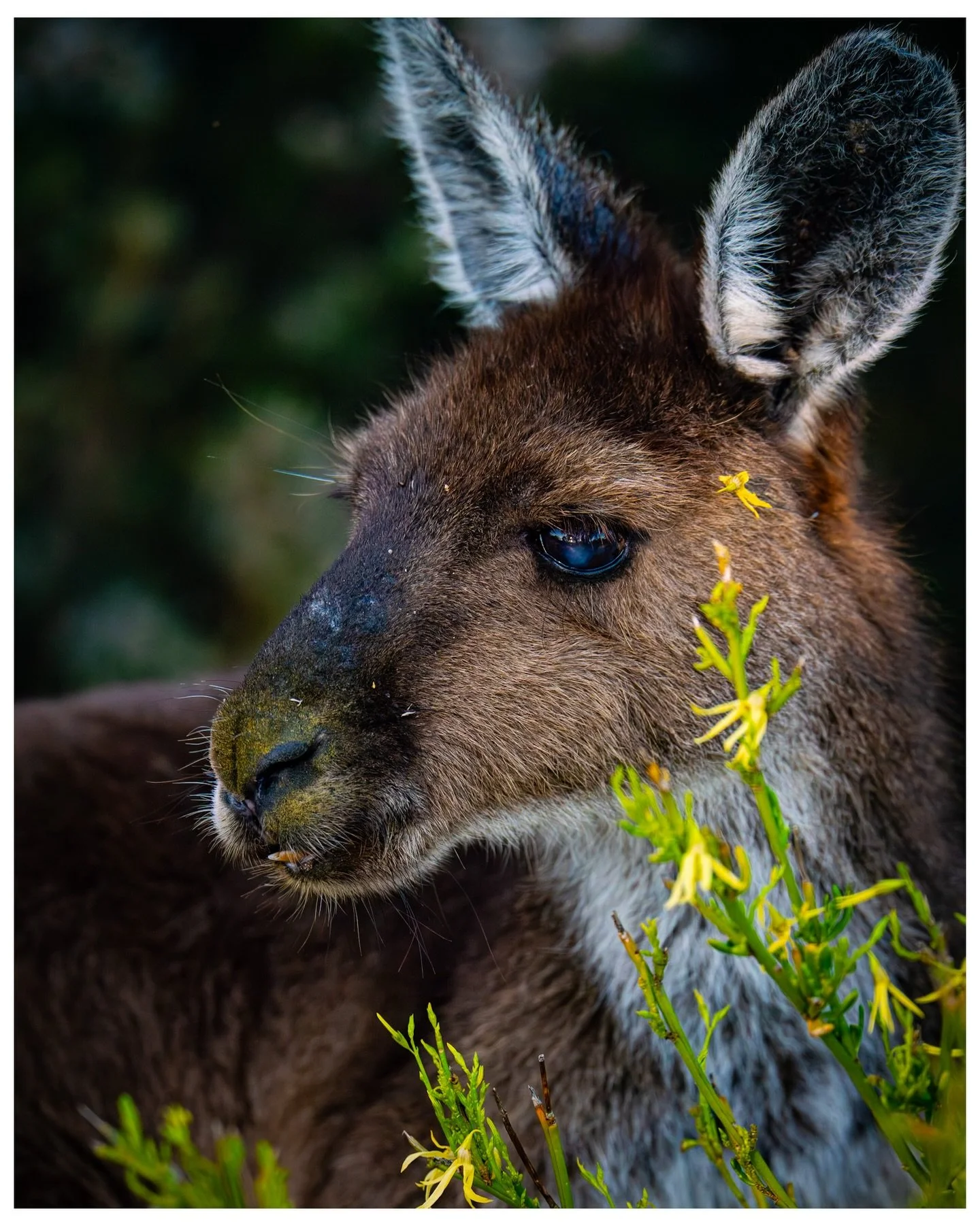Wildlife Wednesday - Kanga 
7.15.23
.
.
.
.
.
#wildlifewednesday 
#kangaroo 
#visitwesternaustralia 
#raw_wildlifefeb26 
#sonyalpha