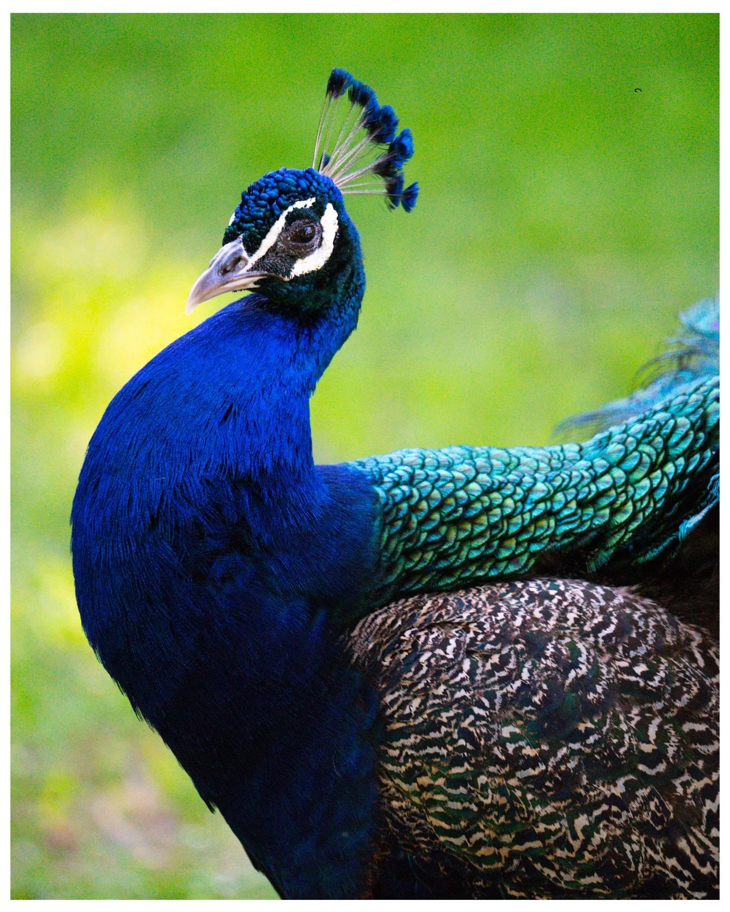 Wildlife Wednesday - Royal Blue
5.24.24
.
.
.
.
.
#wildlifewednesday 
#realalcazar 
#peacock 
#beautifulbirds 
#raw_wildlifefeb26