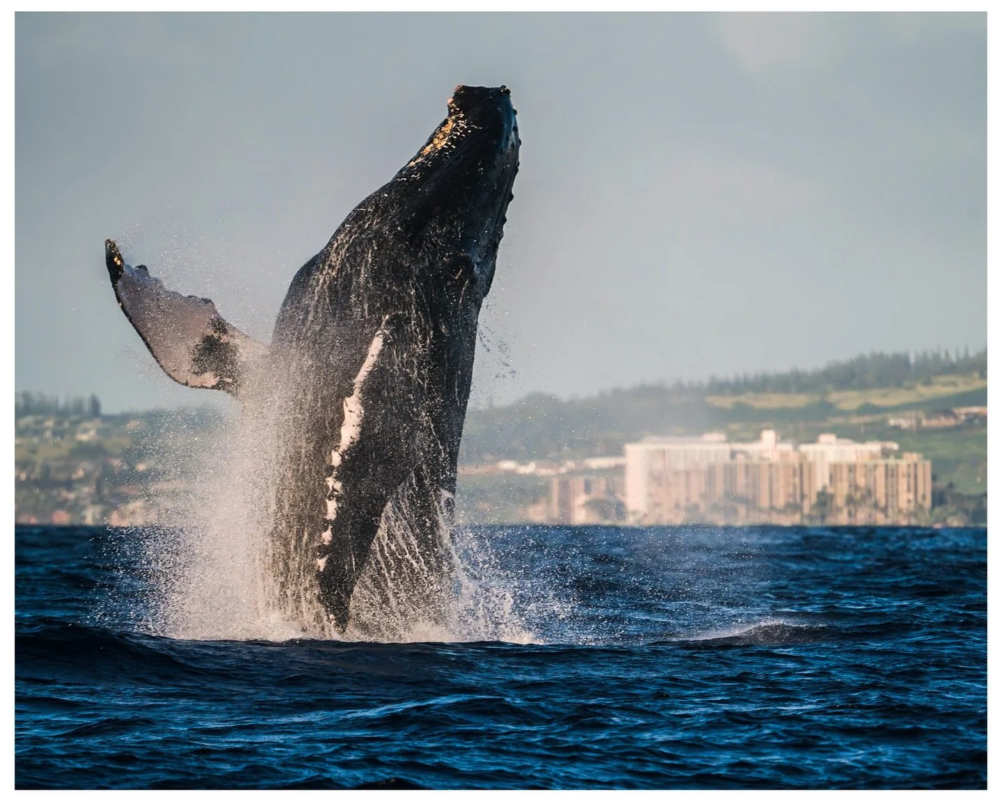 Wildlife Wednesday - Missing Whale Season with @ultimate_whalewatch_n_snorkel 
2.7.24
.
.
.
.
.
#wildlifewednesday 
#whaleseason 
#visitmaui 
#raw_wildlifefeb26 
#leveloptics