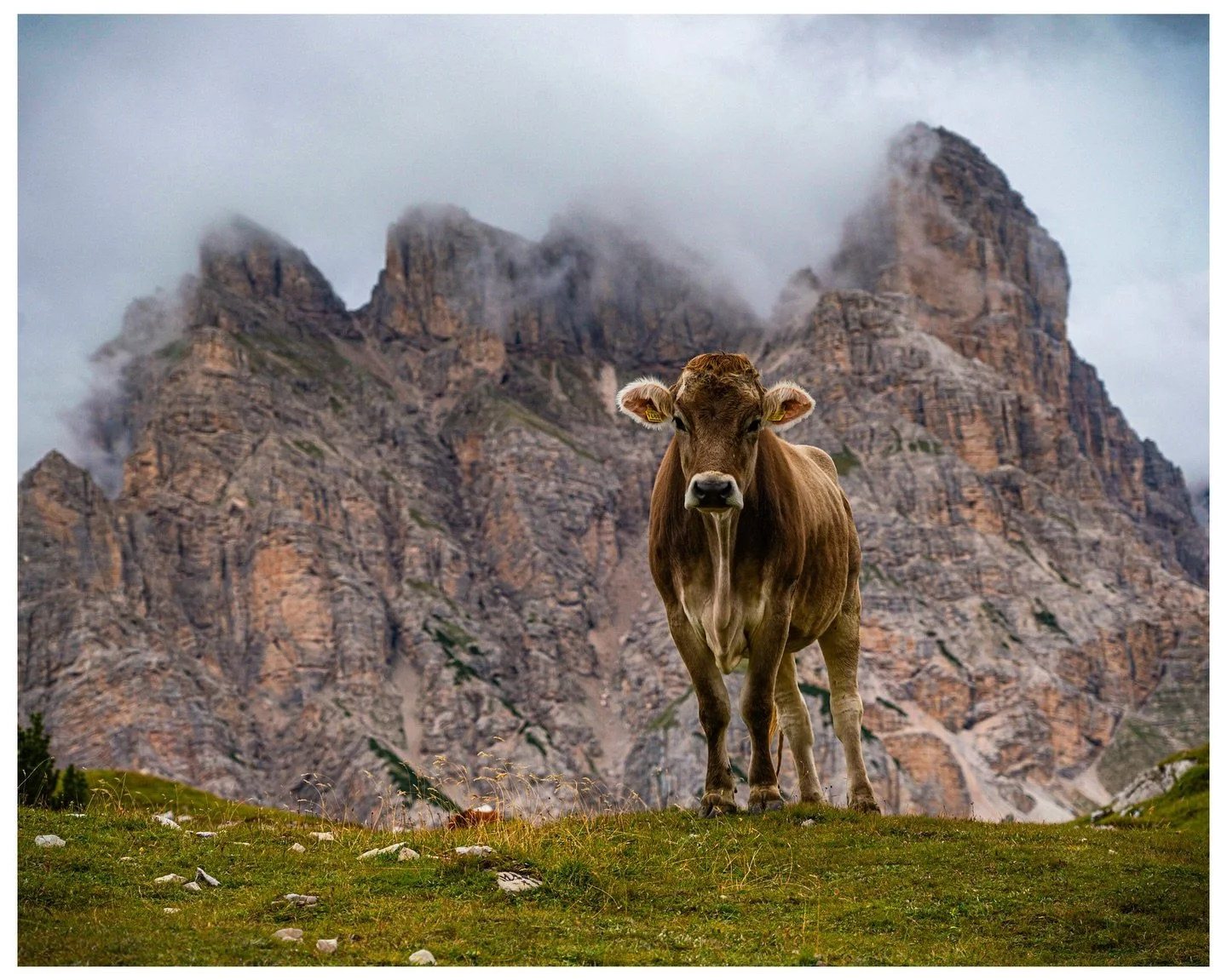Wildlife Wednesday - Tre Cime &amp; a Cow
8.30.23
.
.
.
.
.
#trecime 
#dolomites 
#cow 
#wildlifewednesday 
#leveloptics