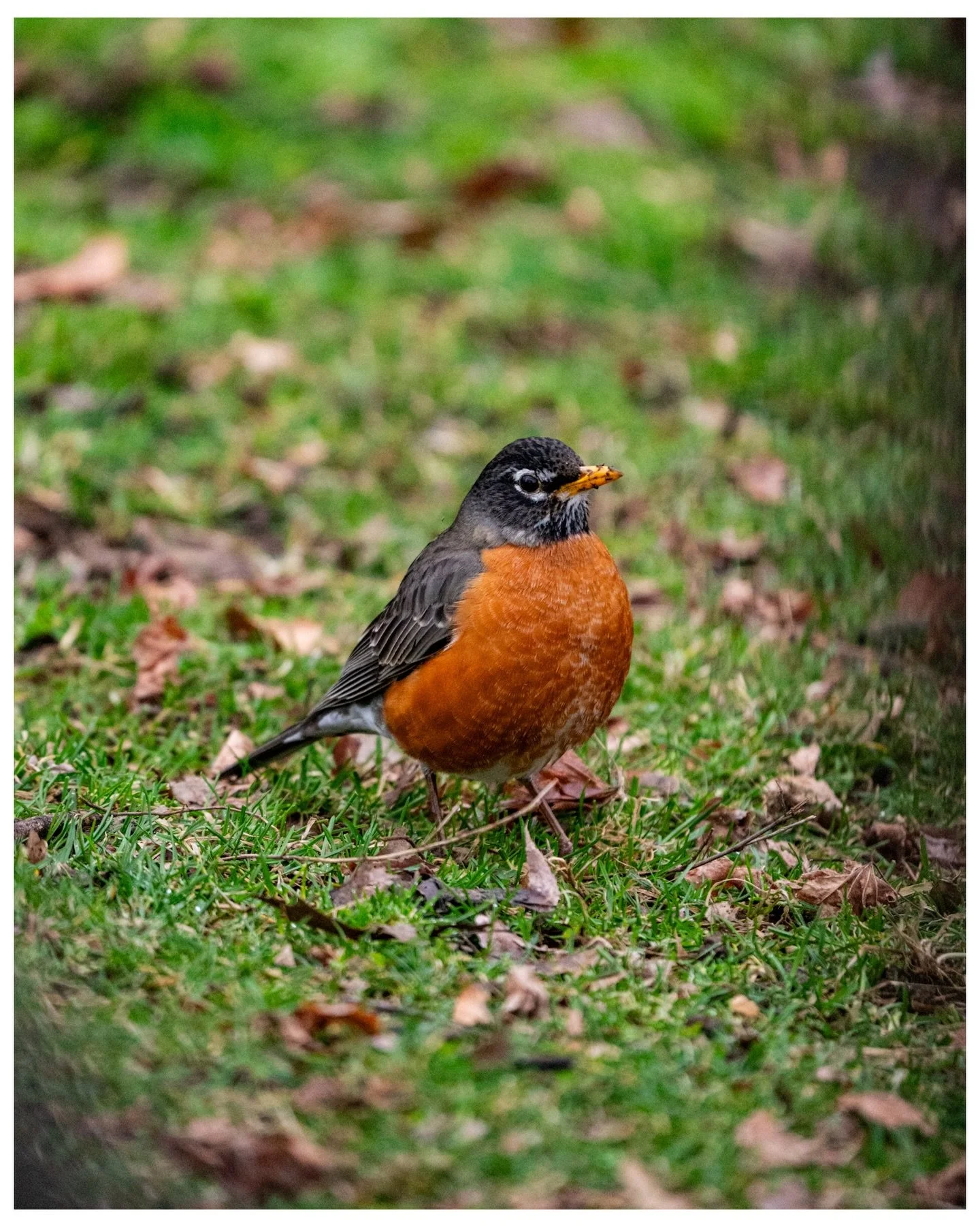 Wildlife Wednesday - Central Park Robin
3.23.26
.
.
.
.
.
#wildlifewednesday 
#centralpark 
#robinsofspring 
#birds 
#leveloptics