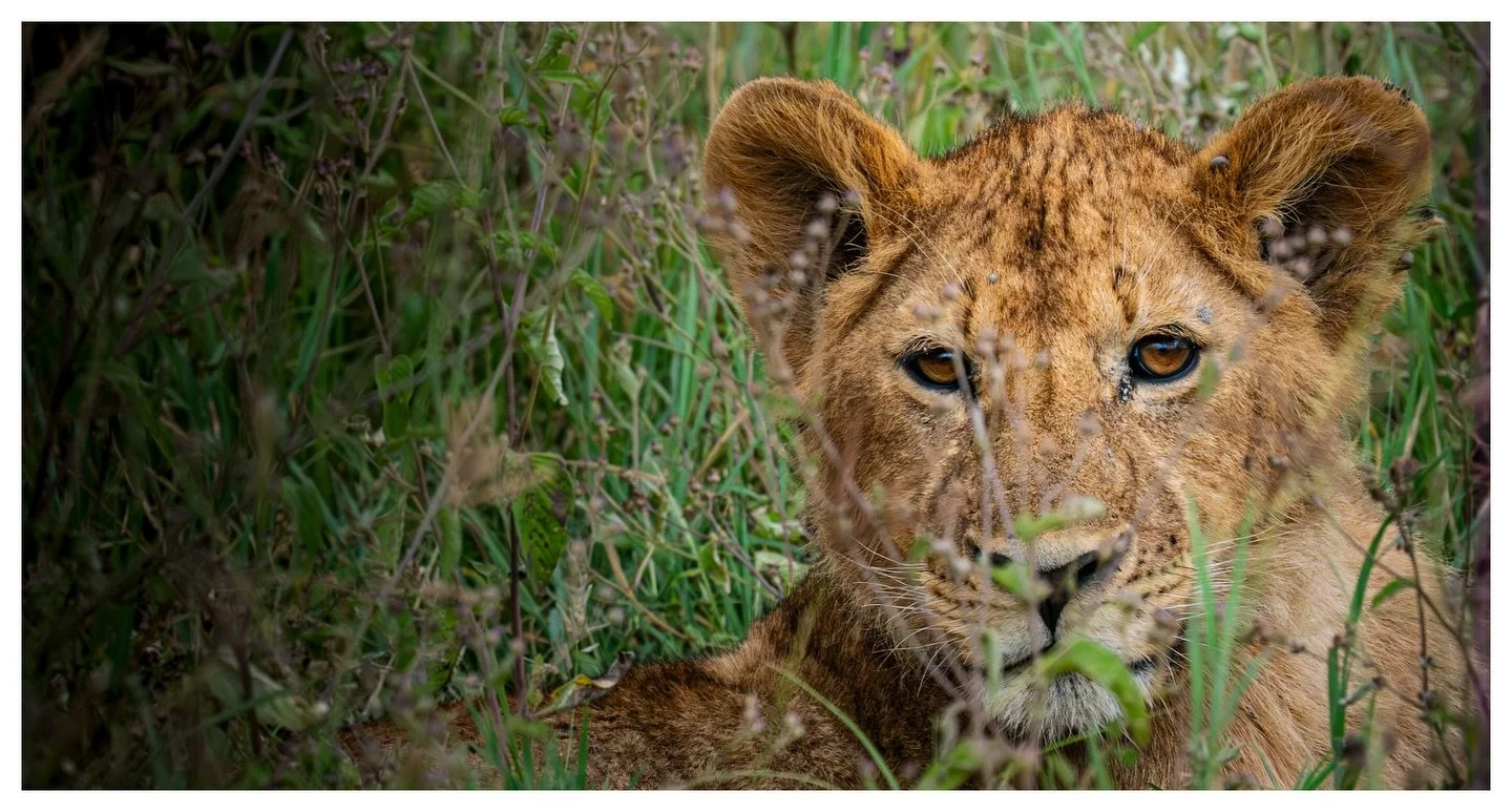 Simba
.
.
.
.
.
5.16.26
Sony a7Riii
600mm, f.14
.
#ngorongorocrater 
#visittanzania
#sonyalpha 
#wildlifephotography 
#serenangorongorocraterlodge