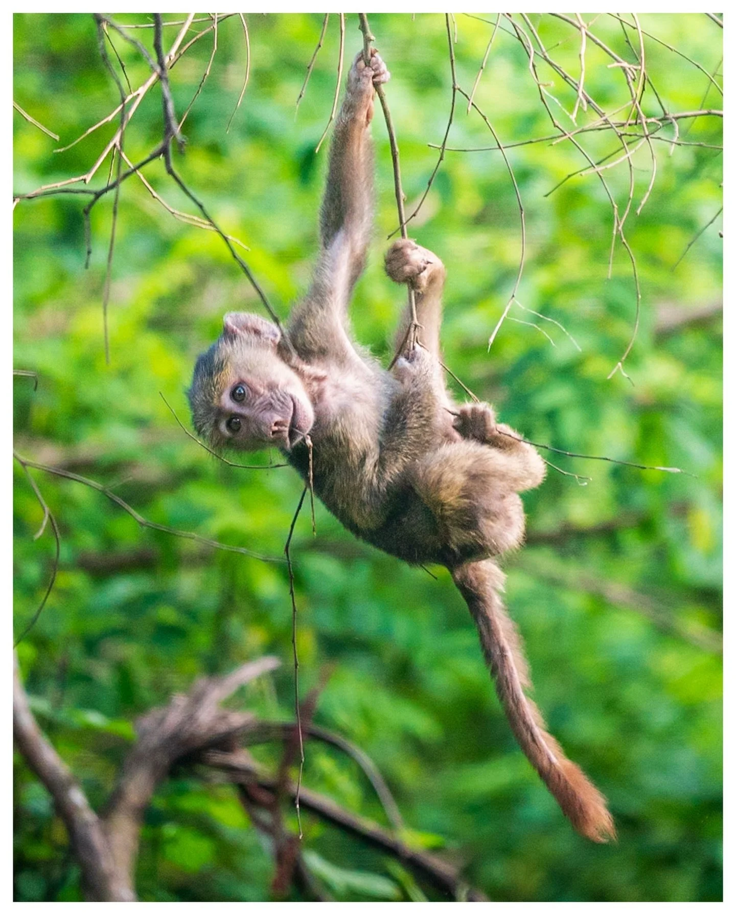 Monkey Business
.
.
.
.
.
05.15.26
Sony a7Riii
600mm f.6.3
.
#wildlifephotography 
#monkeybusiness 
#visittanzania 
#ngorongorocrater 
#sonyalpha