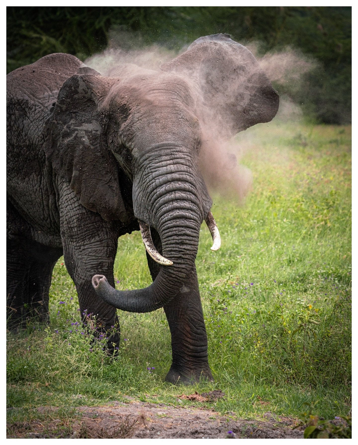 Dust
.
.
.
.
.
05.16.26
Sony a7Riii
200mm f6.3
.
#elephantbath 
#wildlifephotography 
#ngorongorocrater 
#tanzaniasafari 
#elephant