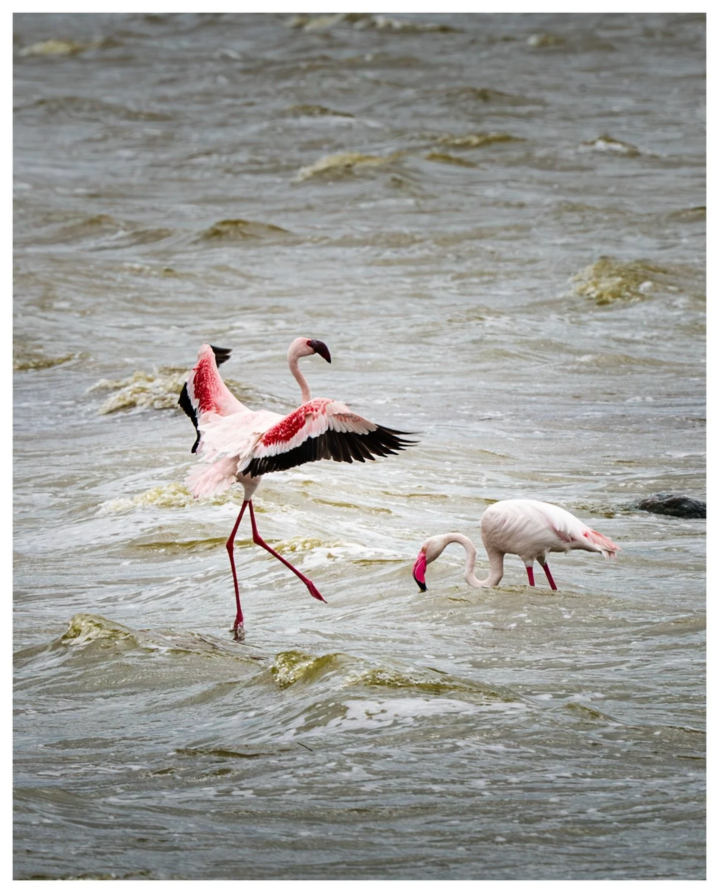 Ballet
.
.
.
.
.
05.16.26
Sony a7Riii
600mm f16
.
#birdballet 
#birdphotography 
#natureinmotion 
#ngorongorocrater 
#sonyalpha