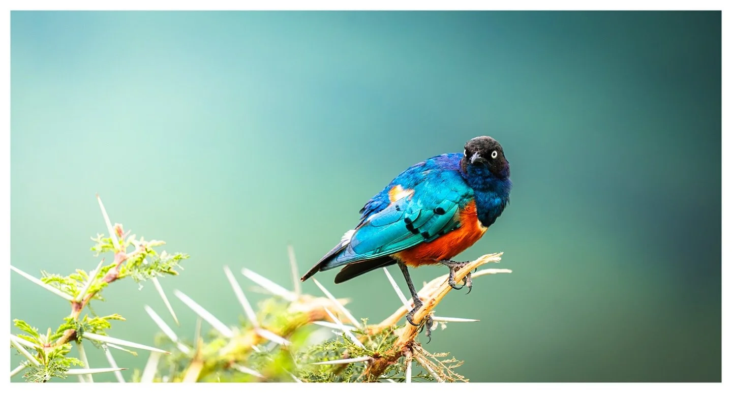 Superb
.
.
.
.
.
05.16.26
Sony a7Riii
535mm f6.3
Superb Starling
.
#birdphotography 
#birdsoftanzania 
#ngorongorocrater 
#visittanzania 
#sonyalpha