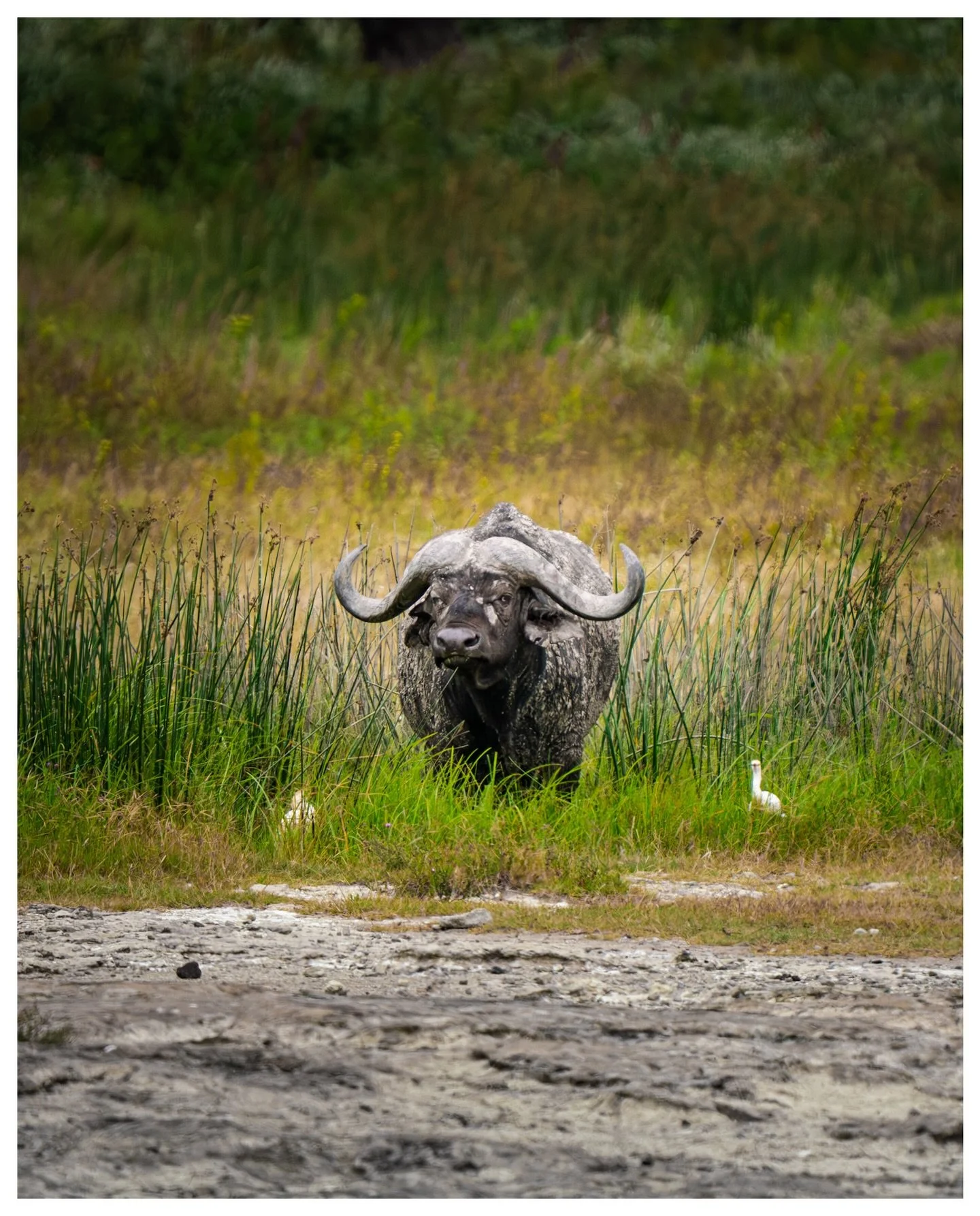 Buffalo
.
.
.
.
.
Sony a7Riii
600mm f6.3
.
#ngorongorocrater 
#ngorongoroserenasafarilodge 
#visittanzania 
#waterbuffalo 
#wildlifephotography