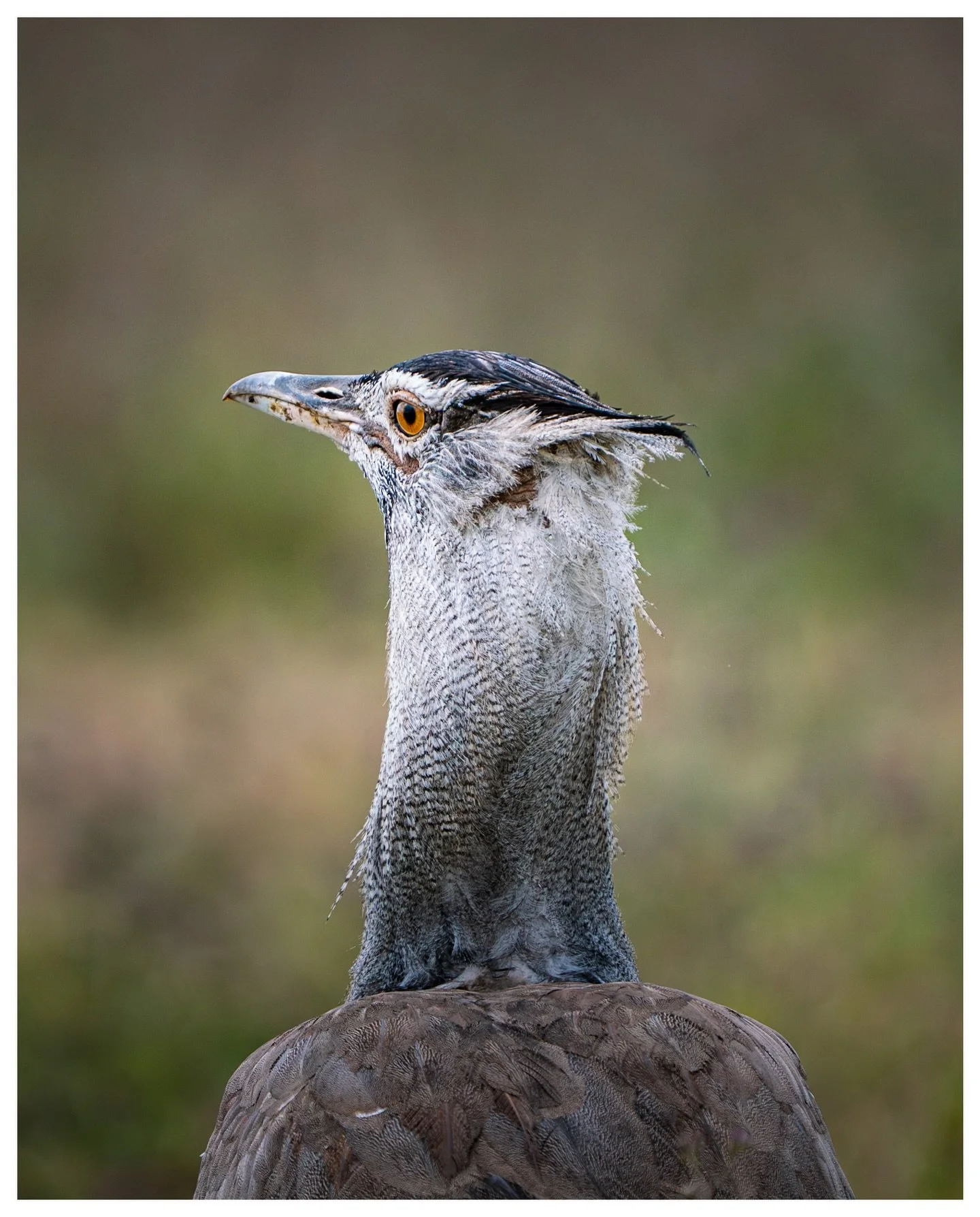 Kori Bustard
.
.
.
.
.
Sony a7Riii
600mm f6.3
.
#birdphotography 
#ornithology 
#ngorongorocrater 
#visittanzania 
#sonyalpha
