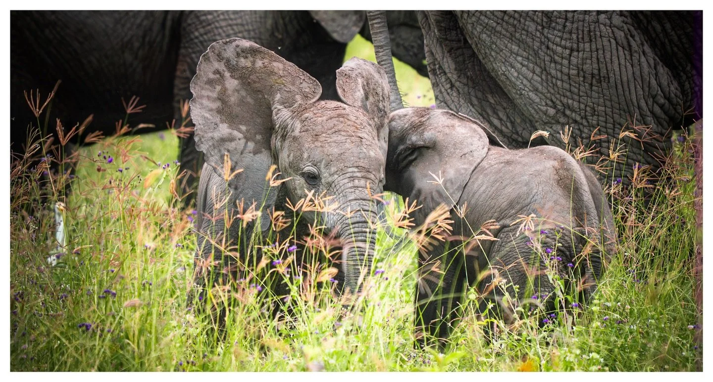 Sharing Secrets
.
.
.
.
.
Sonya7Riii
430mm f6.7
.
#elephantlover 
#safariphotography 
#visittanzania 
#ngorongorocrater 
#sonyalpha