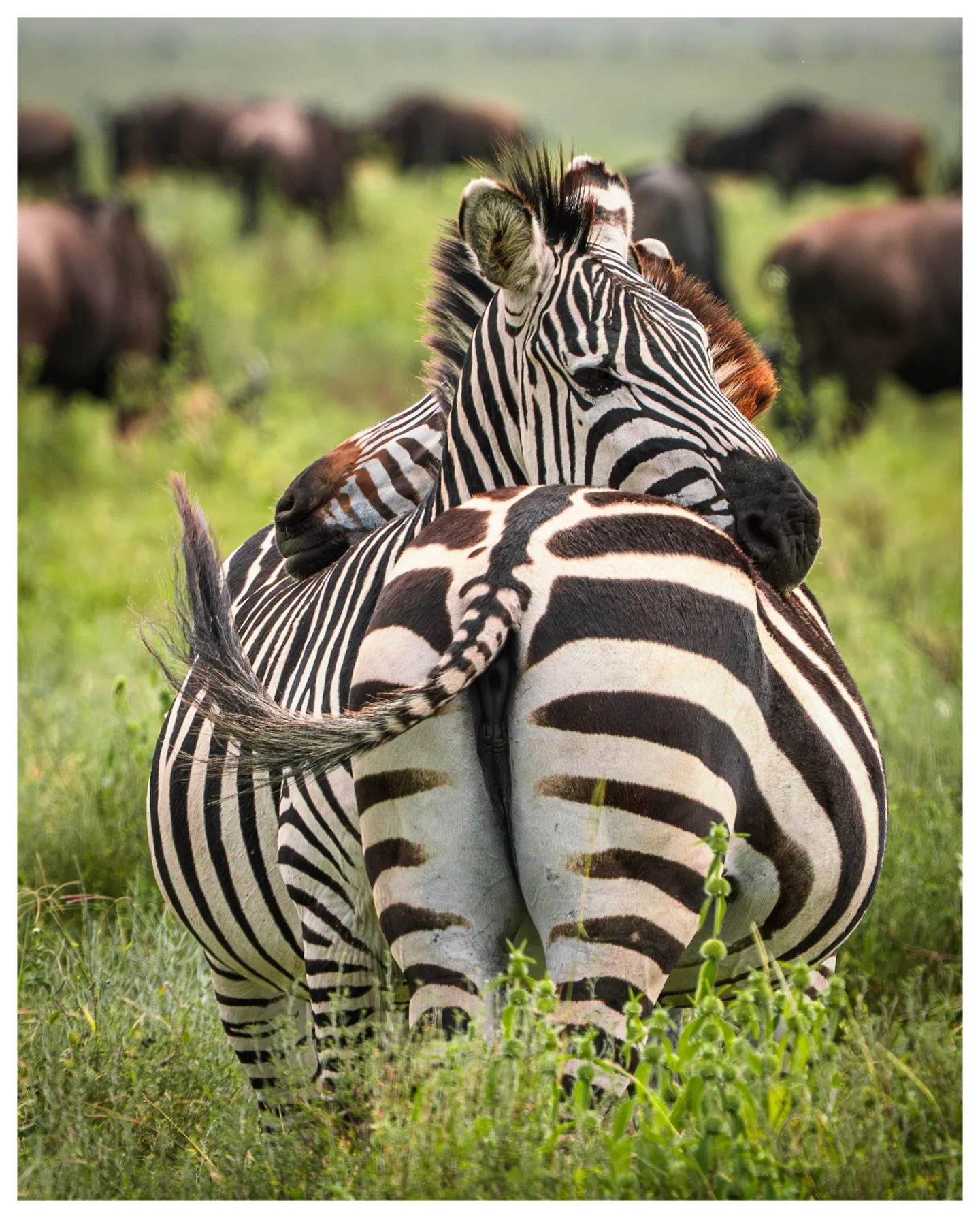 Zebros 
.
.
.
.
.
Sony a7Riii
600mm f13
.
#serengeti_national_park 
#zebros 
#zebra 
#visittanzania 
#sonyalpha