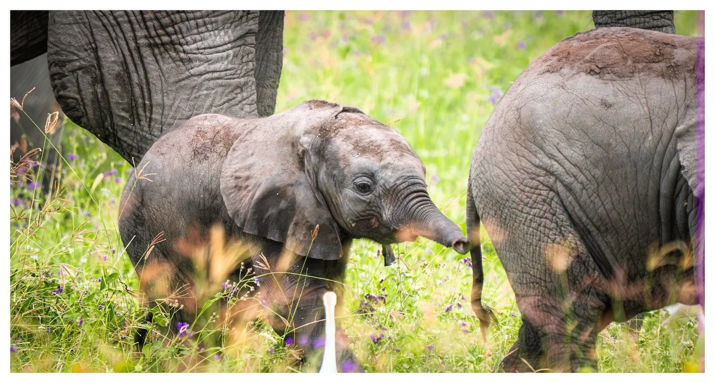 Follow The Leader
.
.
.
.
.
#elephant 
#visittanzania 
#ngorongorocrater 
#ngorongoroserenasafarilodge 
#babyanimals