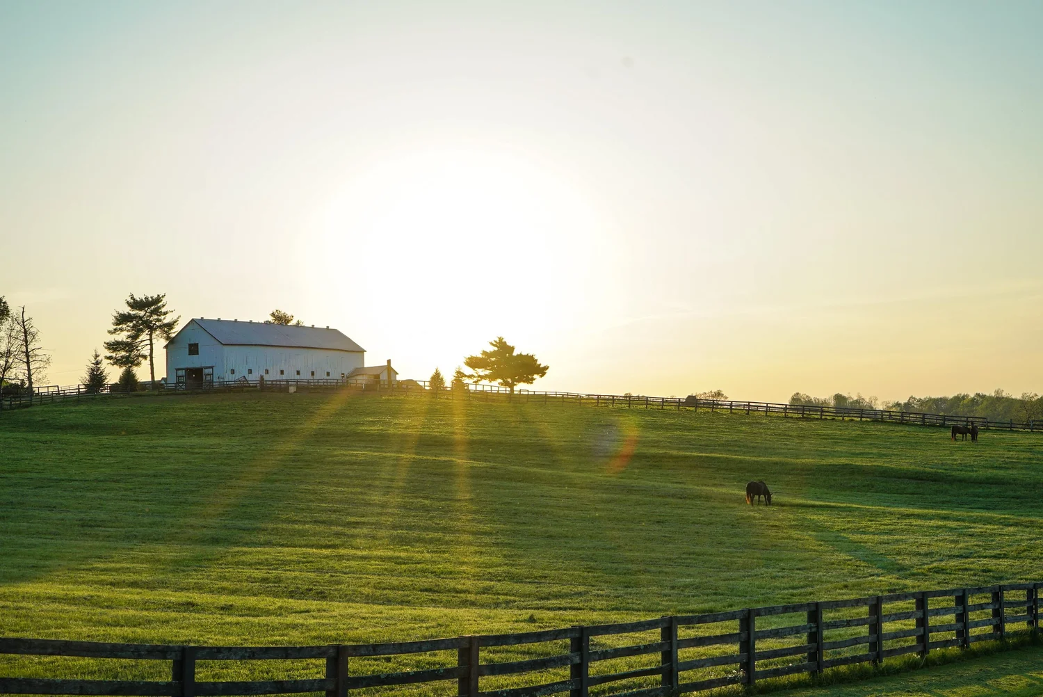 The Kentucky Bluegrass