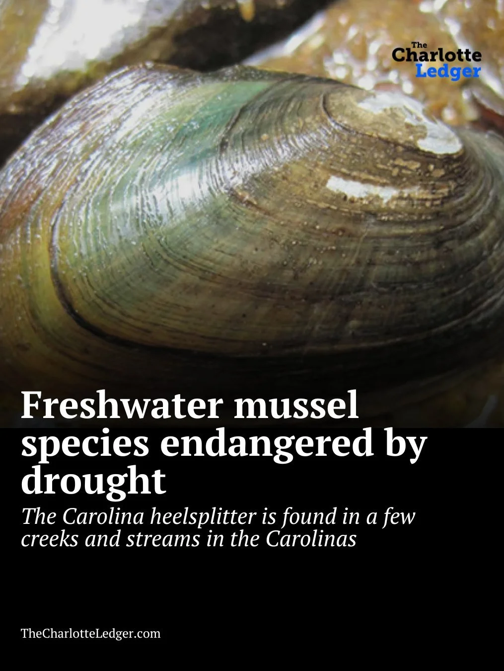 The endangered Carolina heelsplitter mussel survives in just a handful of streams across North and South Carolina, including parts of Union County. As water levels drop, biologists say some mussels are already showing signs of stress, dragging themse