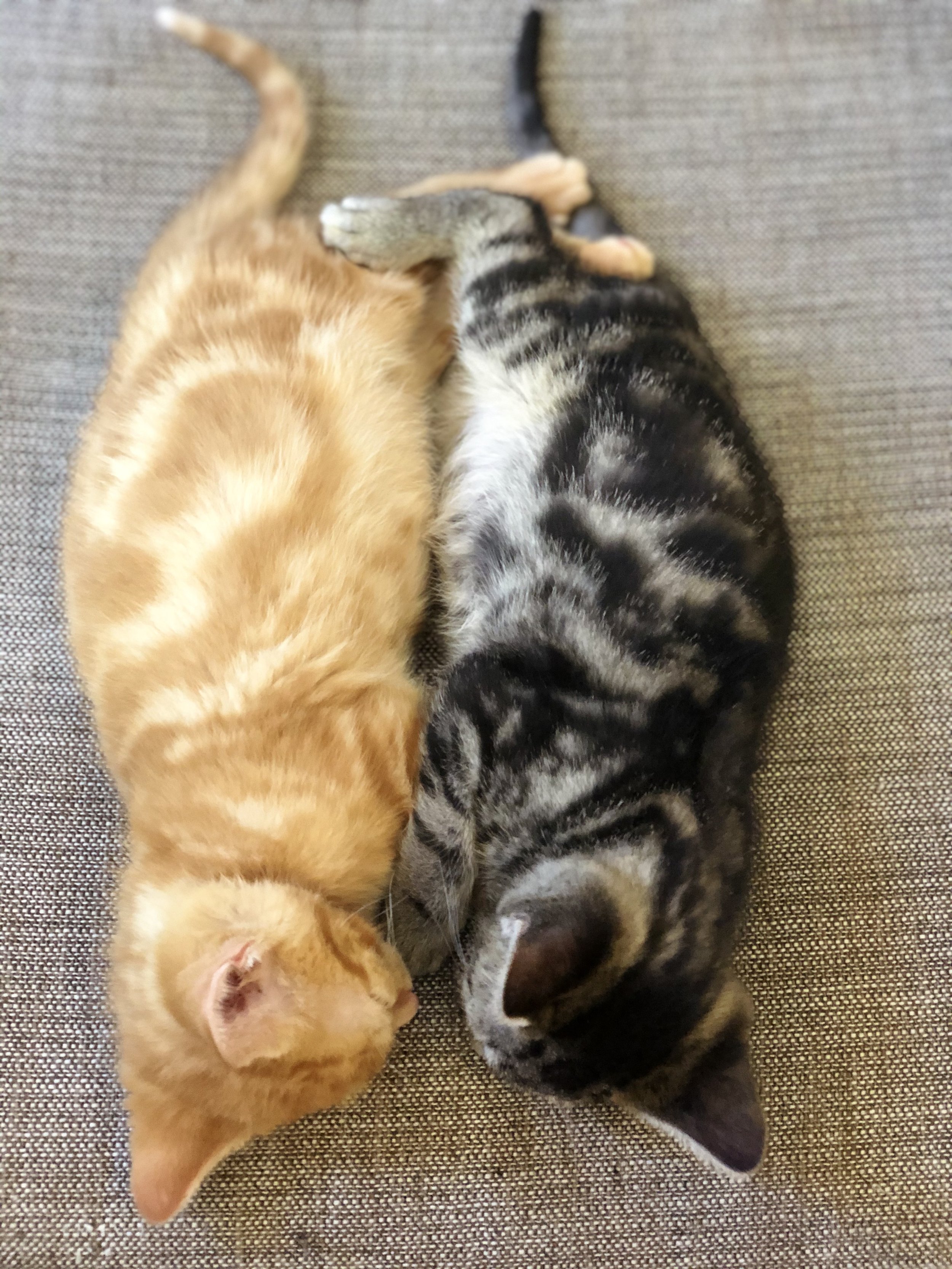 Introducing Iroh & Sokka