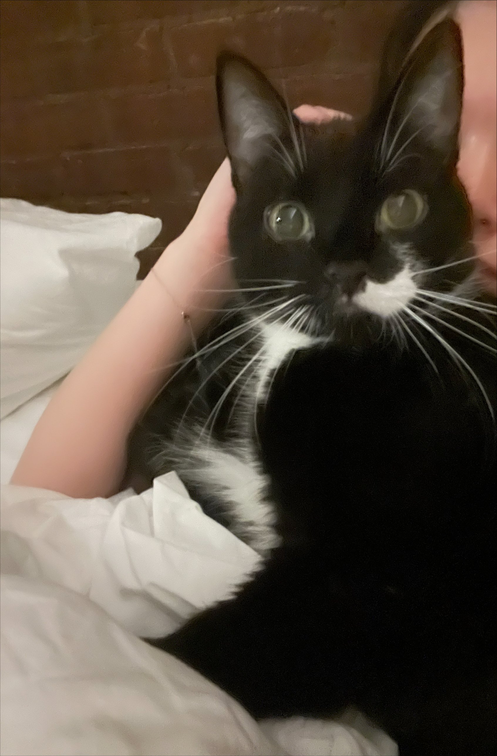 Zella and The Case of a Sweet Cat with a Fear of Feet