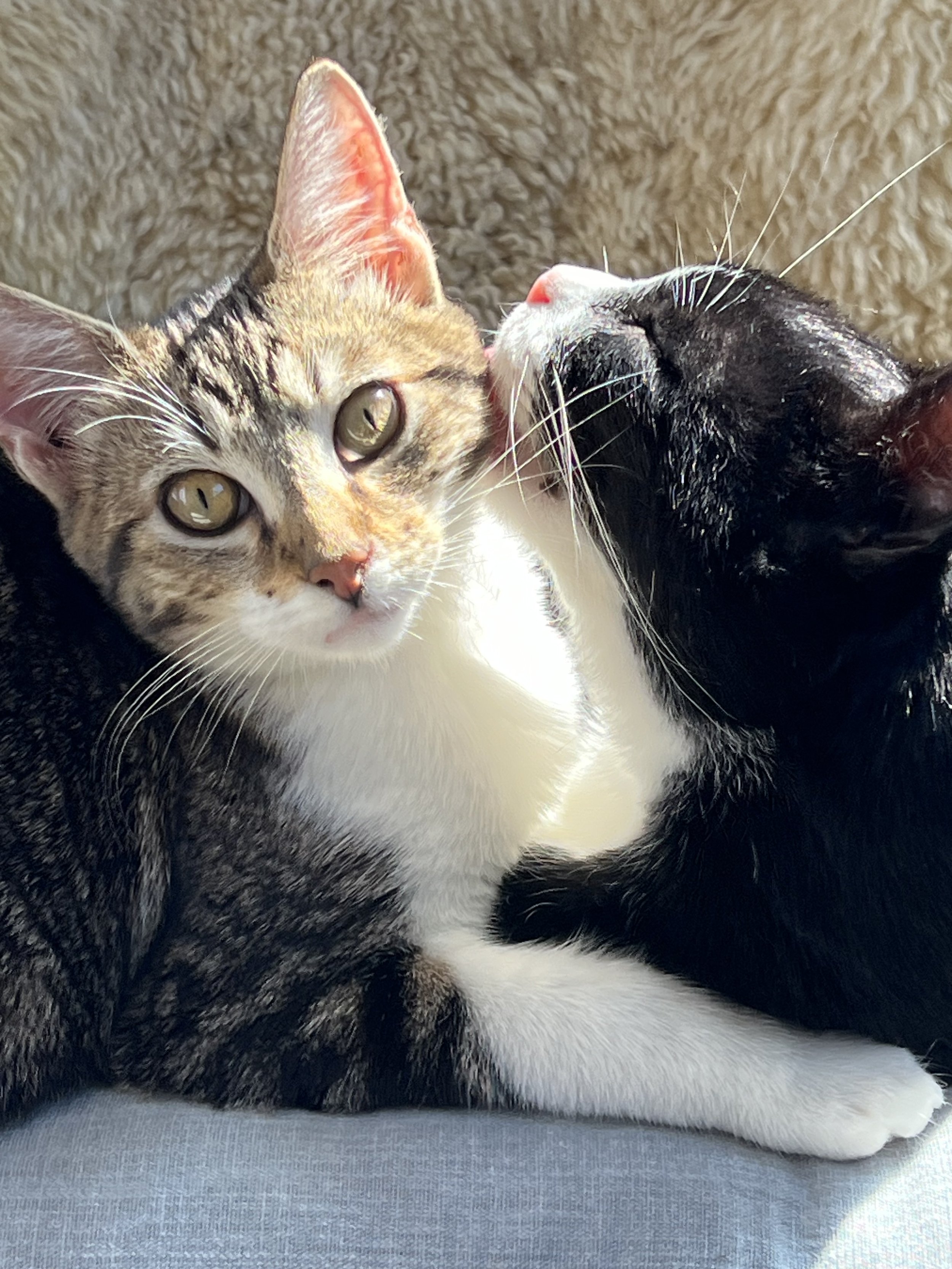 Sky and The Case of the Very Hot Cat
