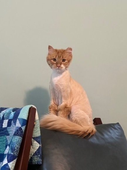 Mitzi and The Case of the Cat with a Fear of Hands