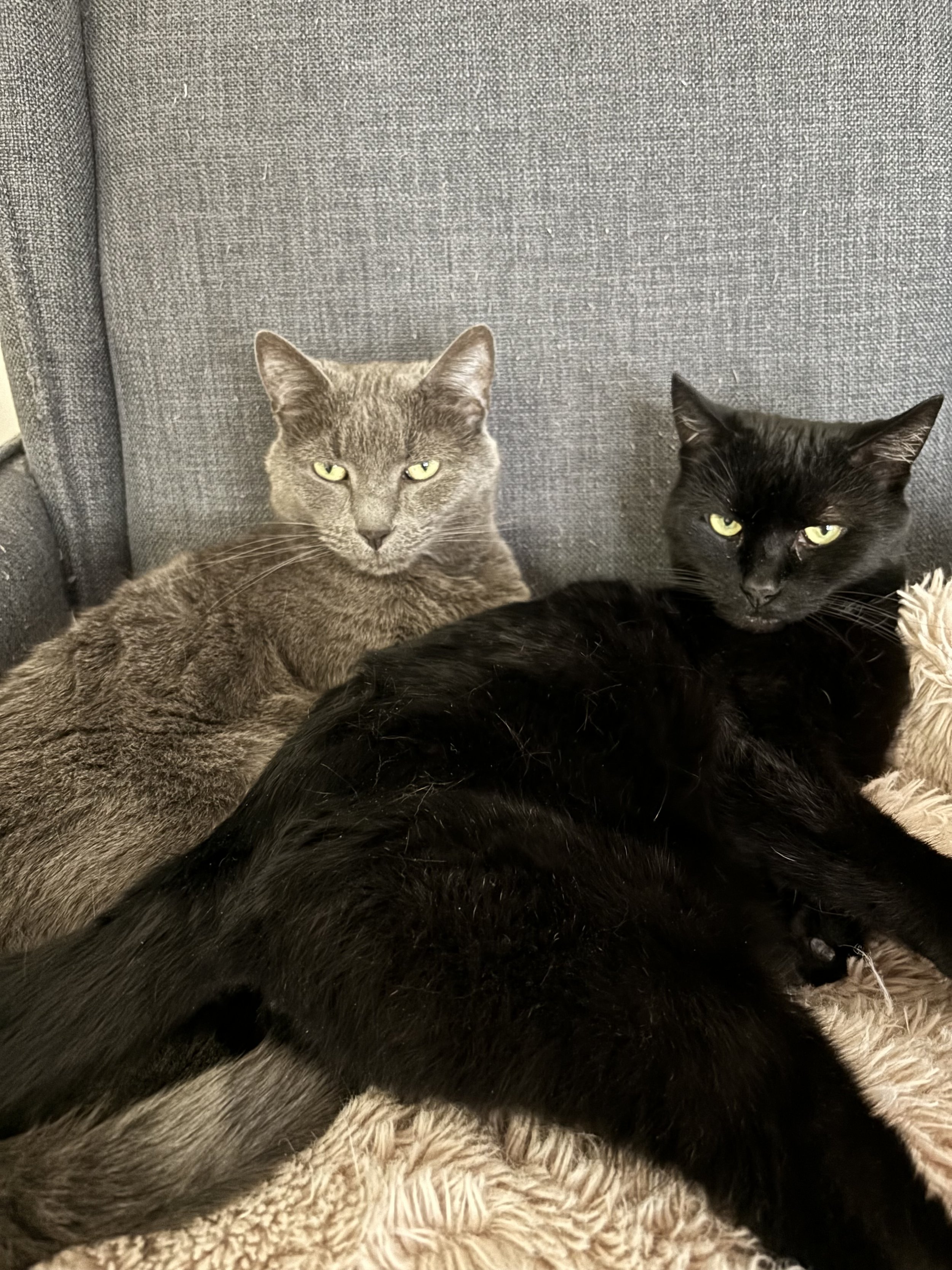 Athena & Minerva and The Case of The Battle over Territory