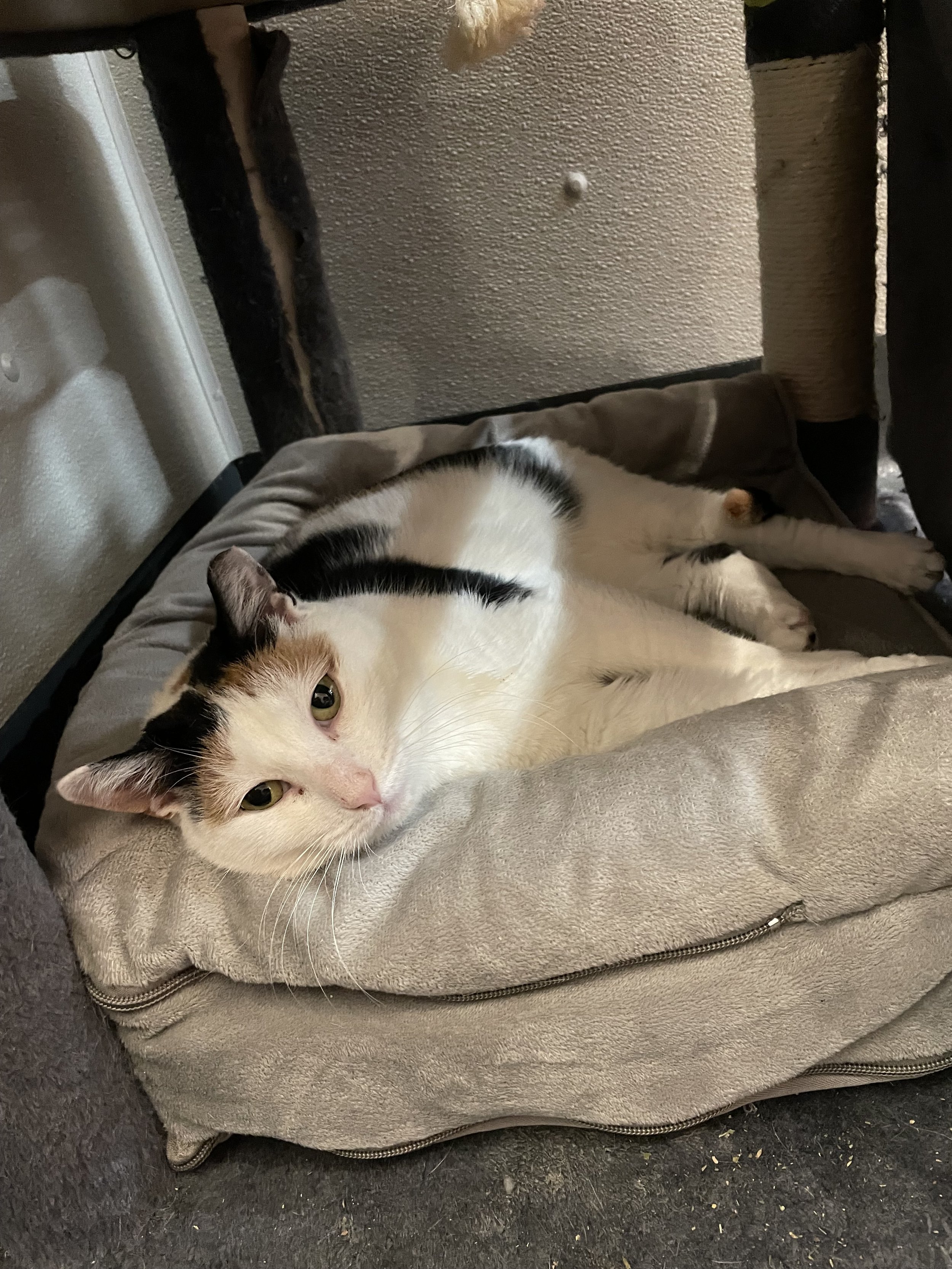 Tulip and The Case of the Food Thieves