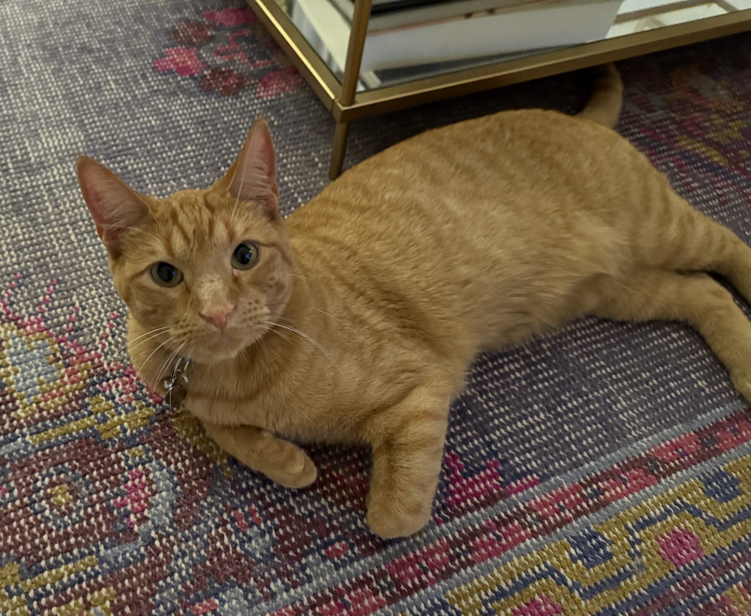Milo and The Case of The Leaping Lizard