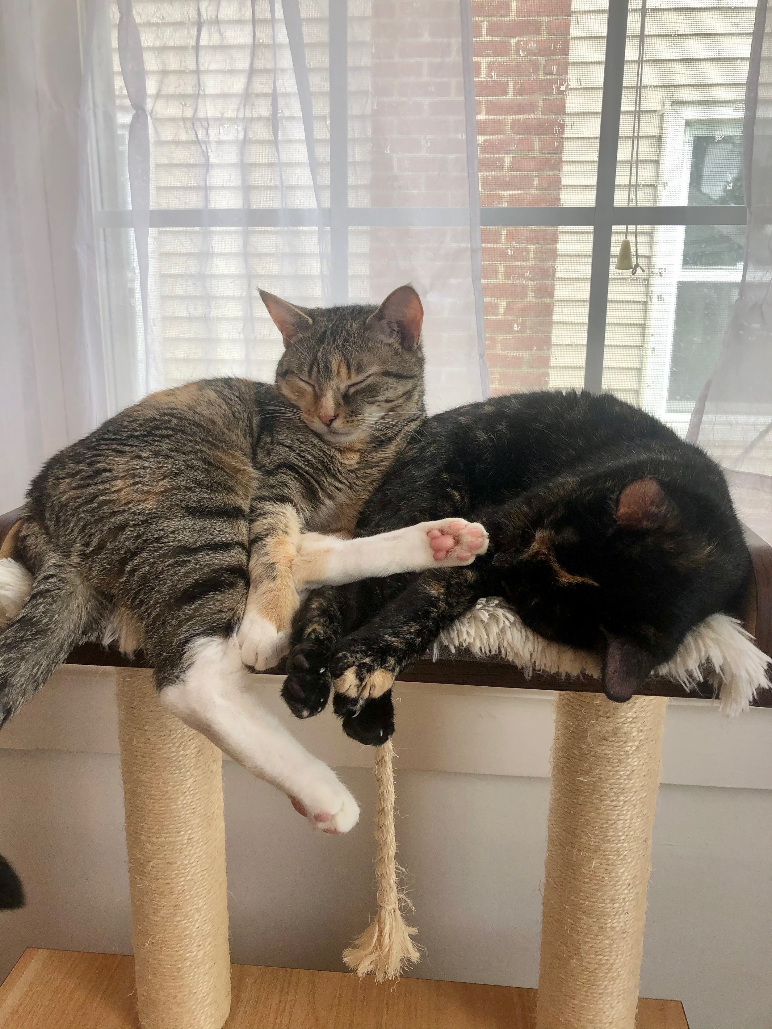 Willow & Cricket and The Case of the Nervous Kitty