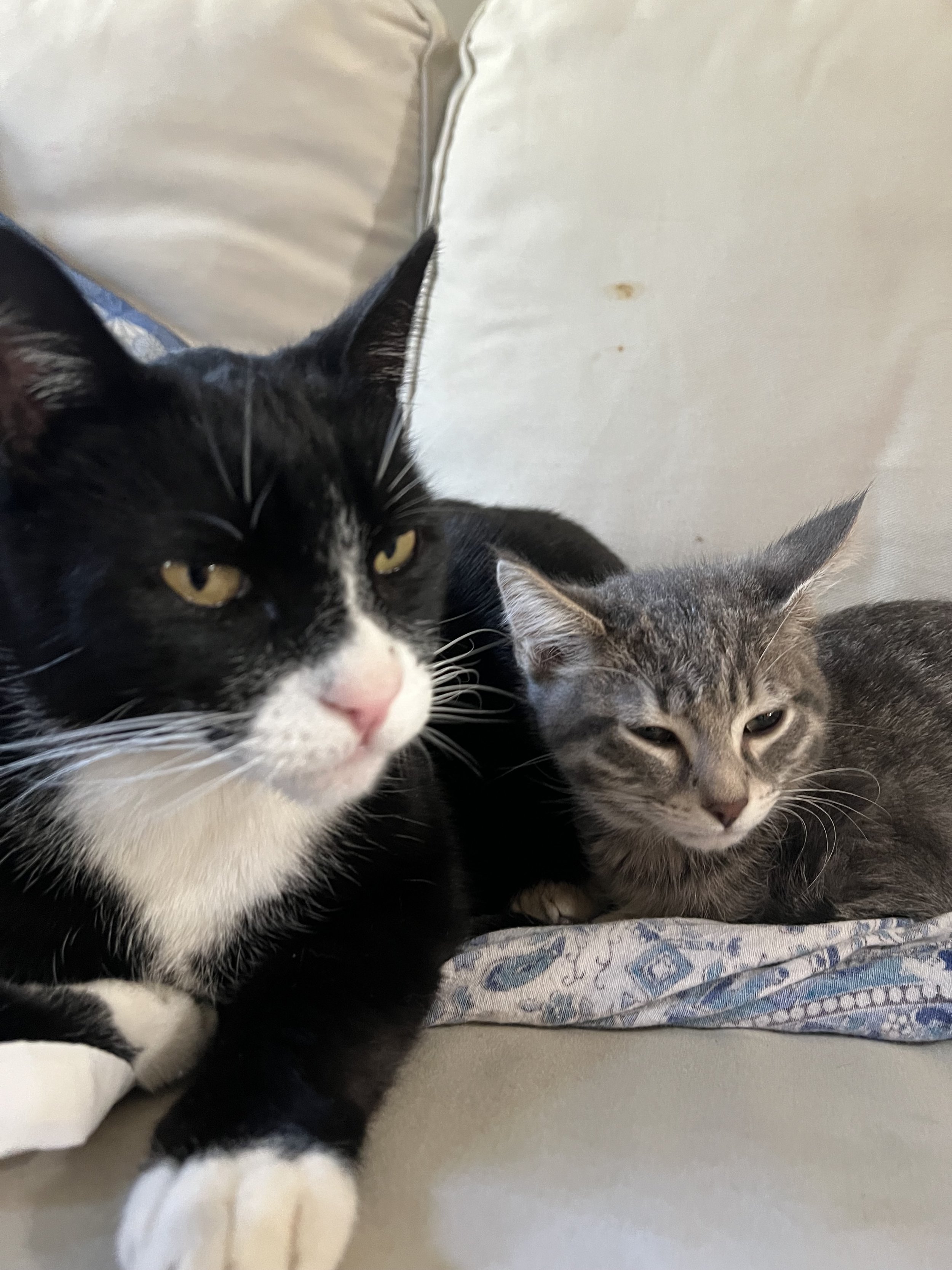 Sky’s Kittens