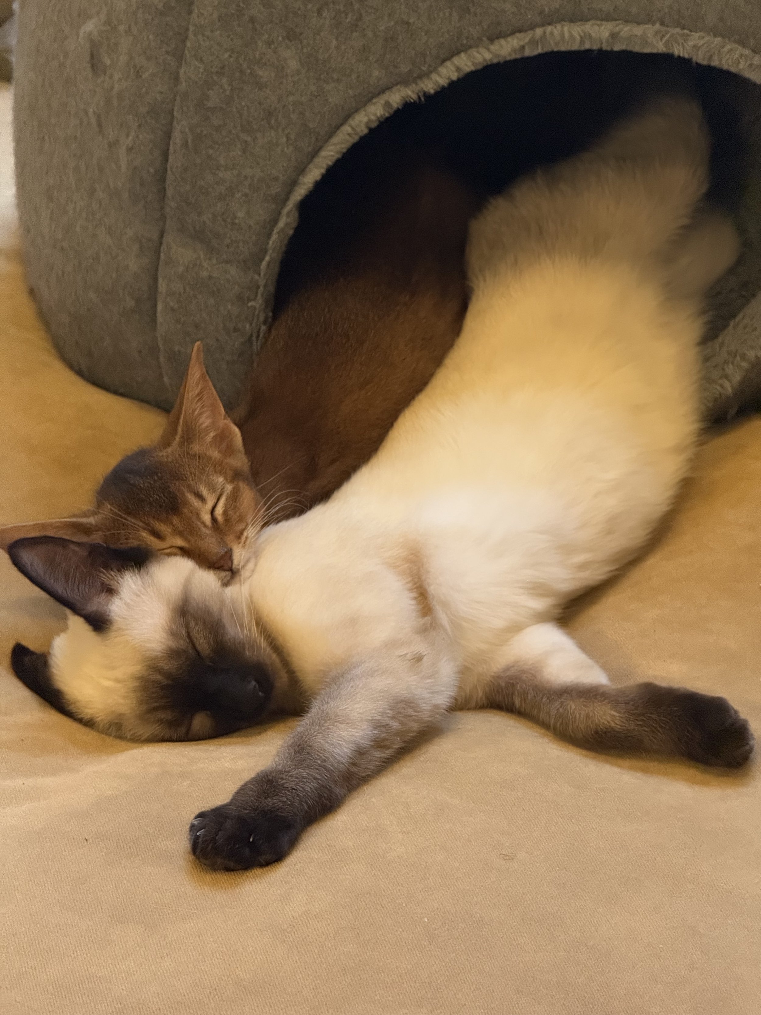 Frida & Ash and The Case of the Playful Kittens