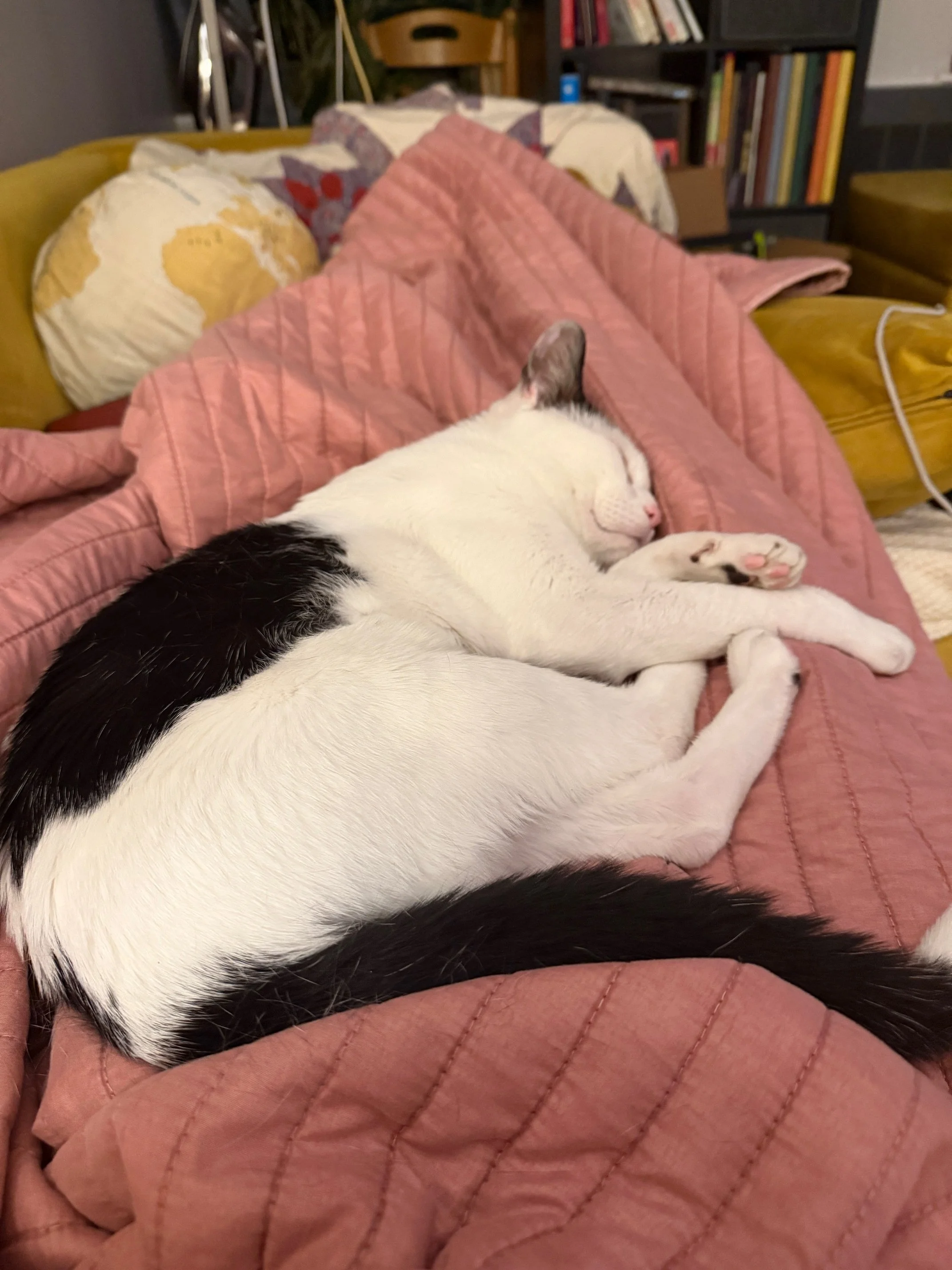 “Why Is My Cat Obsessed With Food?” When to consider Free Feeding