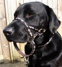 Choosing a Harness or a Head Halter