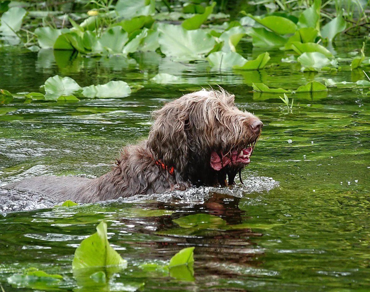 Spinone Only