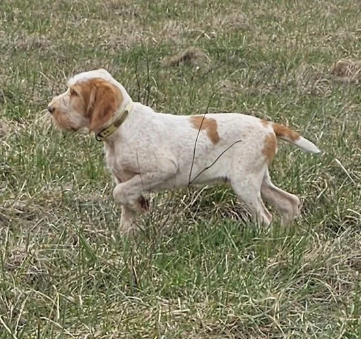 Live Bird Awareness: Bird Dog 101