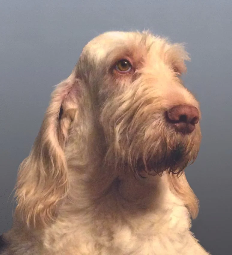 Members Judges Education