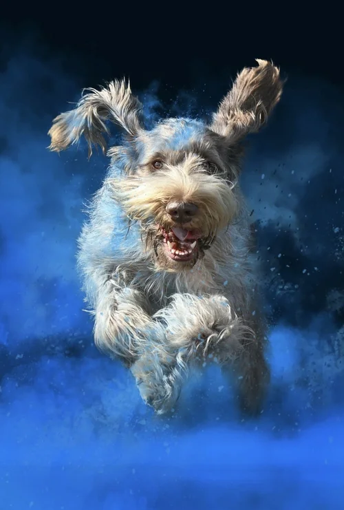 2027 National Specialty — Spinone Club of America