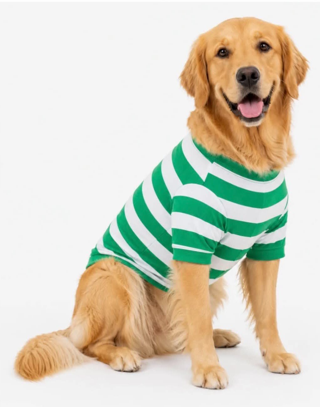 Dog Green & White Stripes.jpg