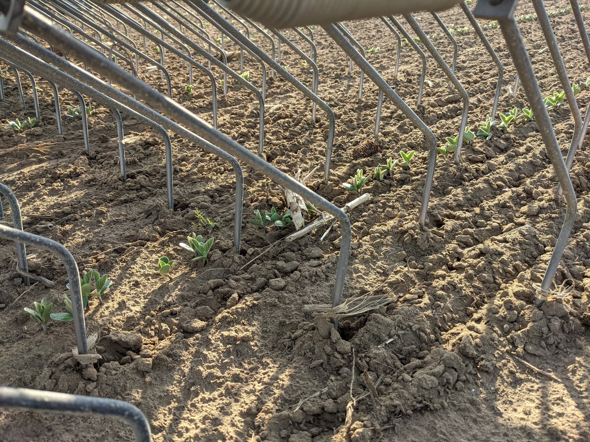 De jeunes plants de soya en train de se faire herser dans un champ.