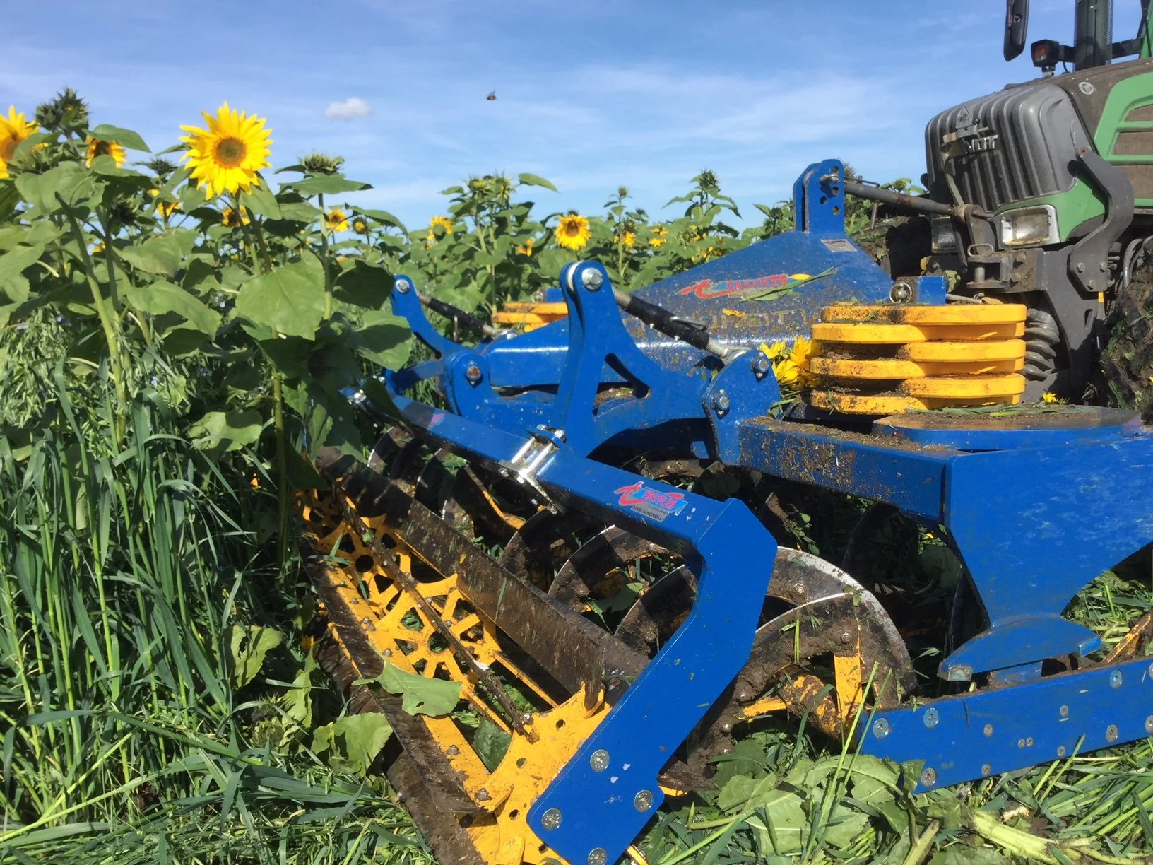 Tracteur agricole avec un rouleau hacheur attaché, dans un champ de tournesols en plein soleil.