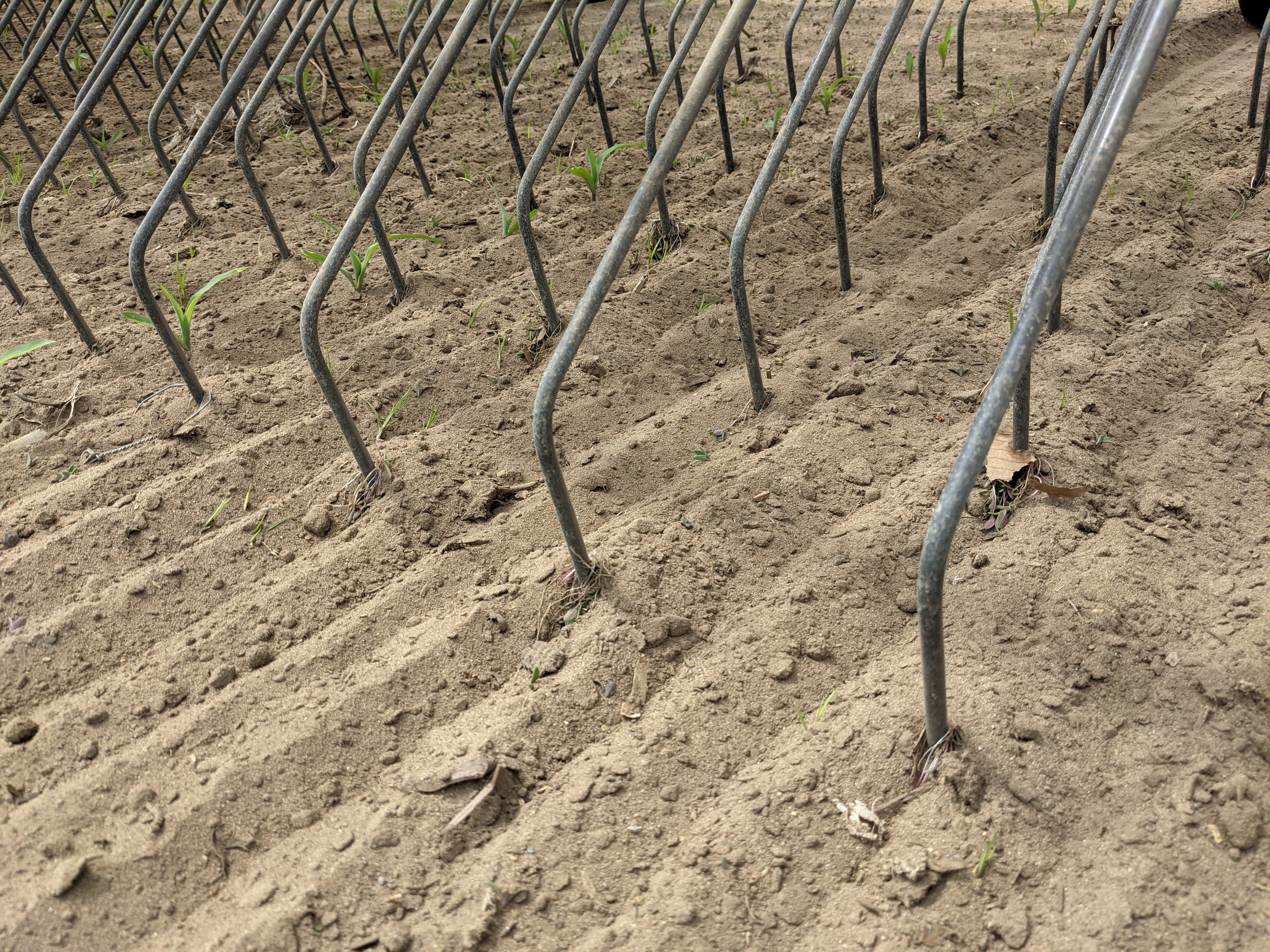 Jeunes plants de légumes en croissance dans des rangées en train de se faire herser.