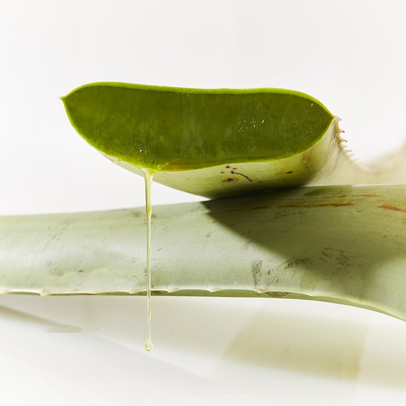 aloe..jpg