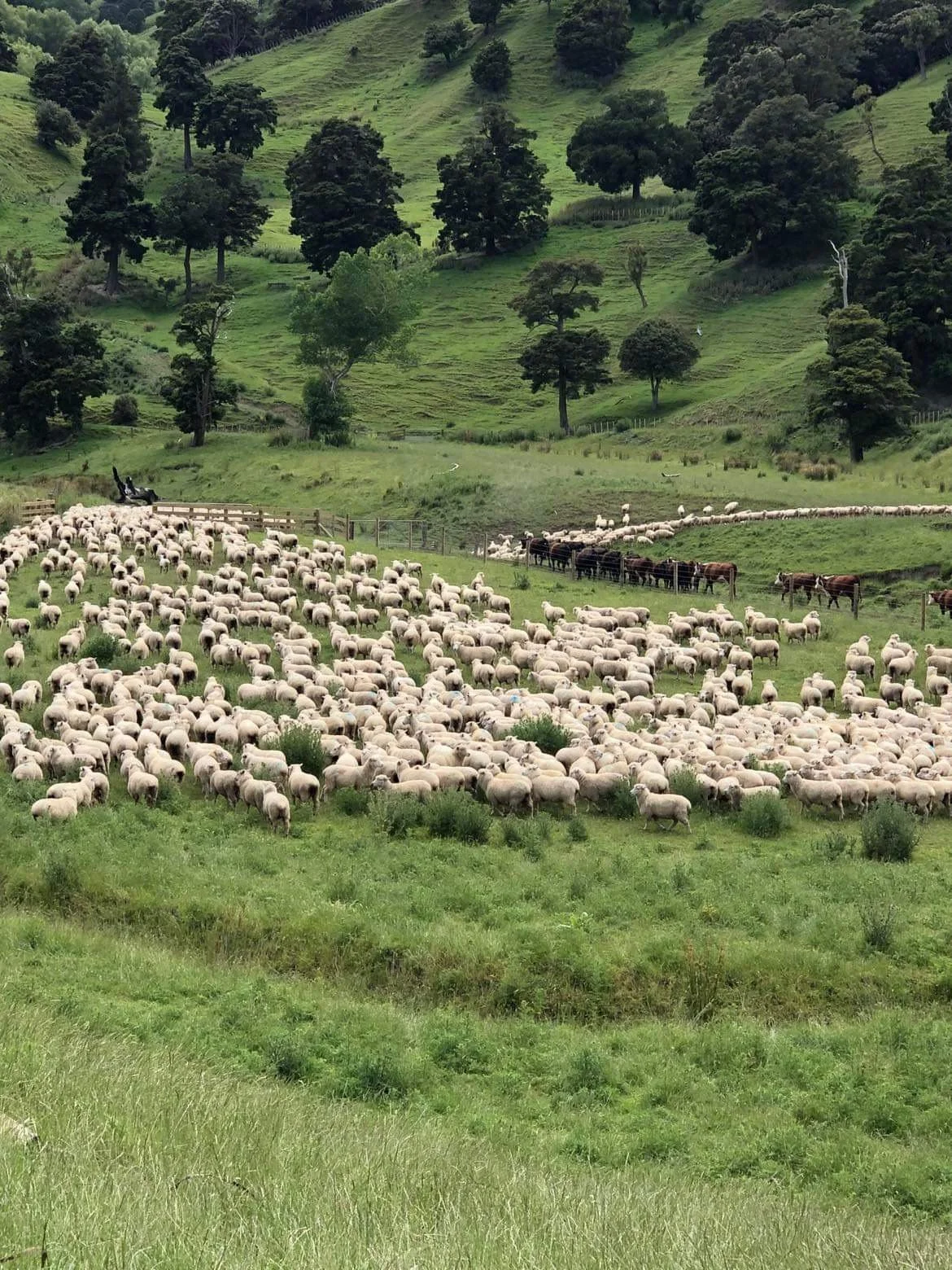 Paul and Kelly photo for testimonial.JPG